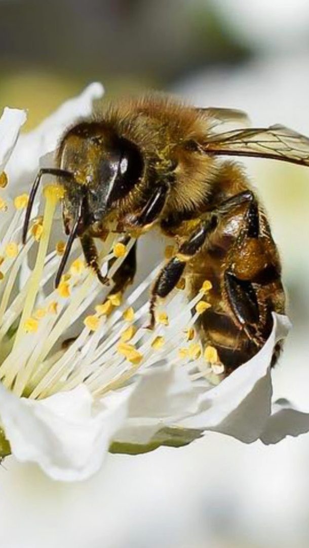 Abeja en flor