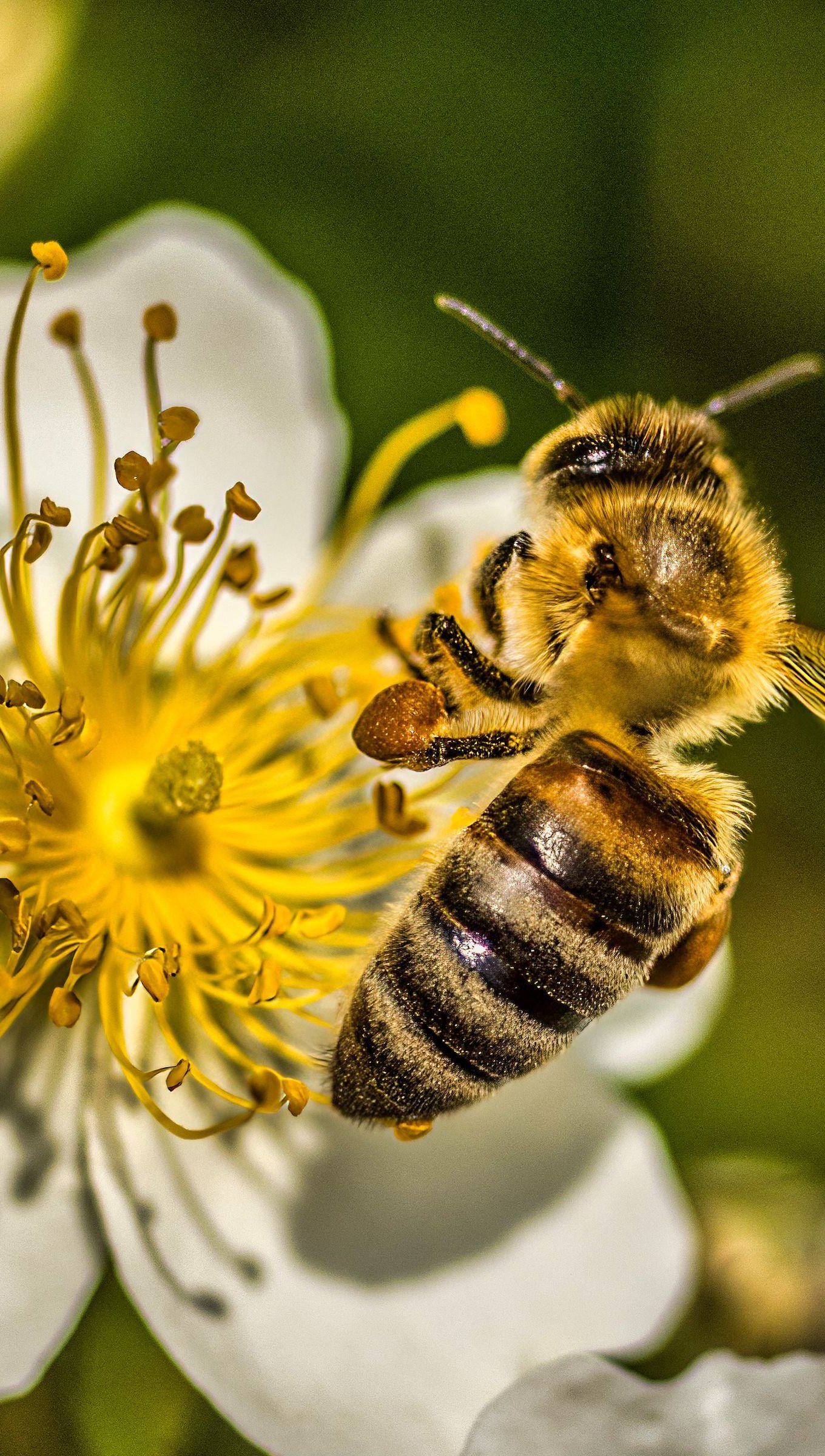 Abeja sobre flor blanca