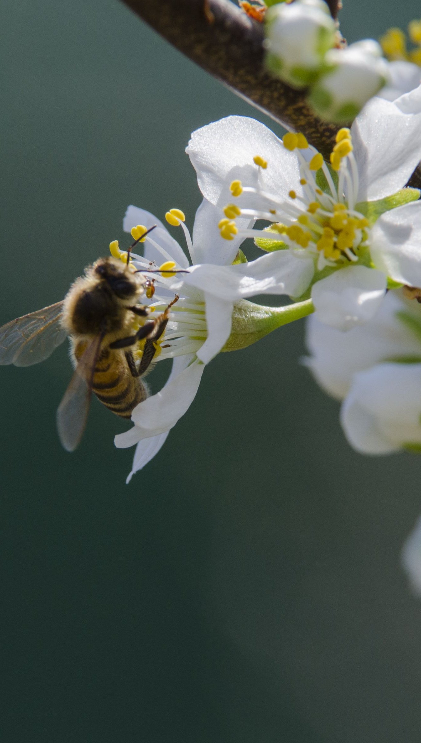 Abeja sobre flores blancas