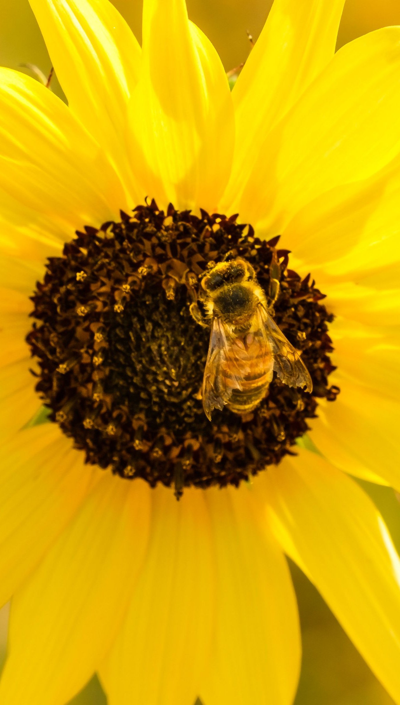 Abeja sobre girasol