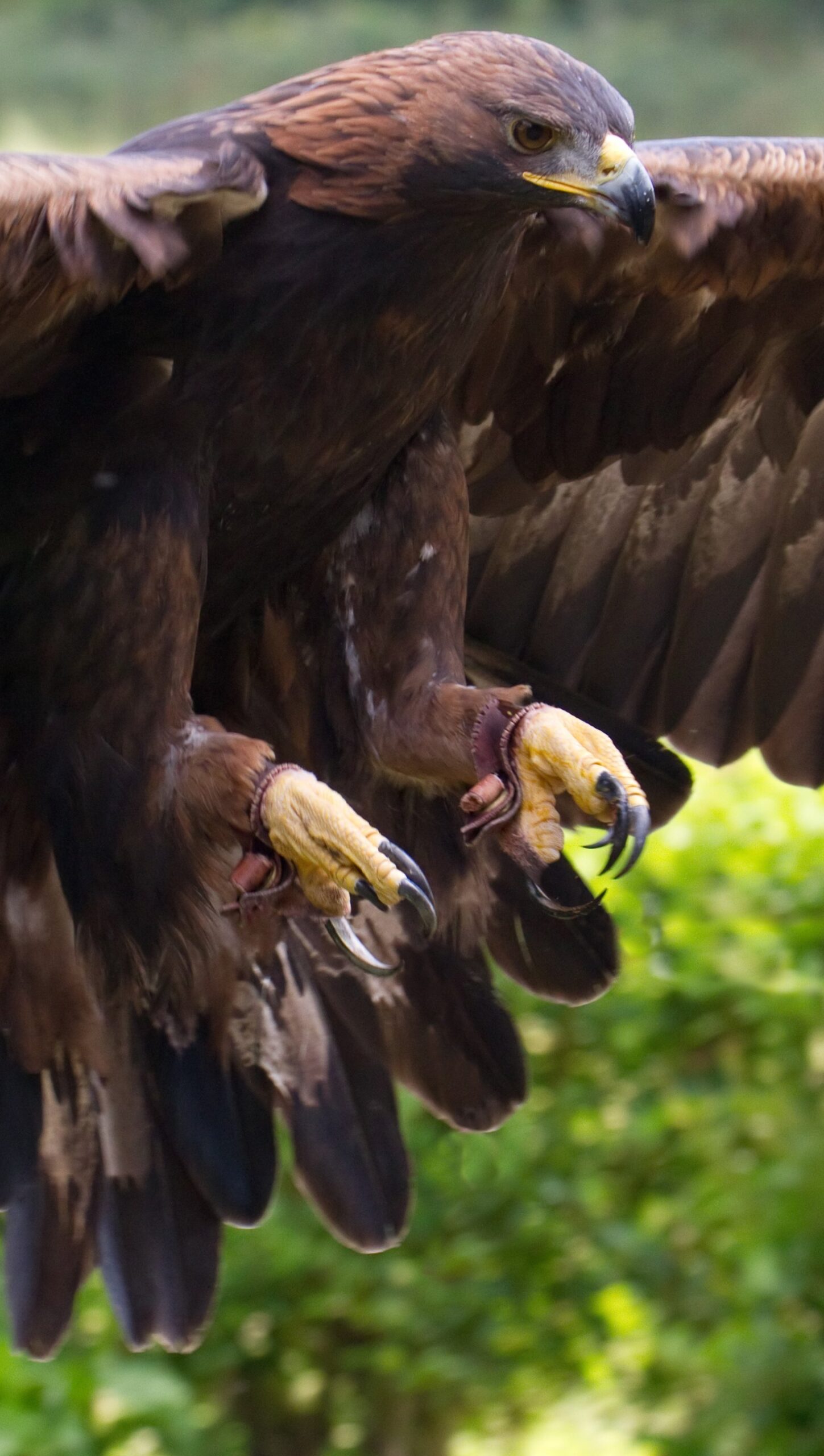 Águila Real