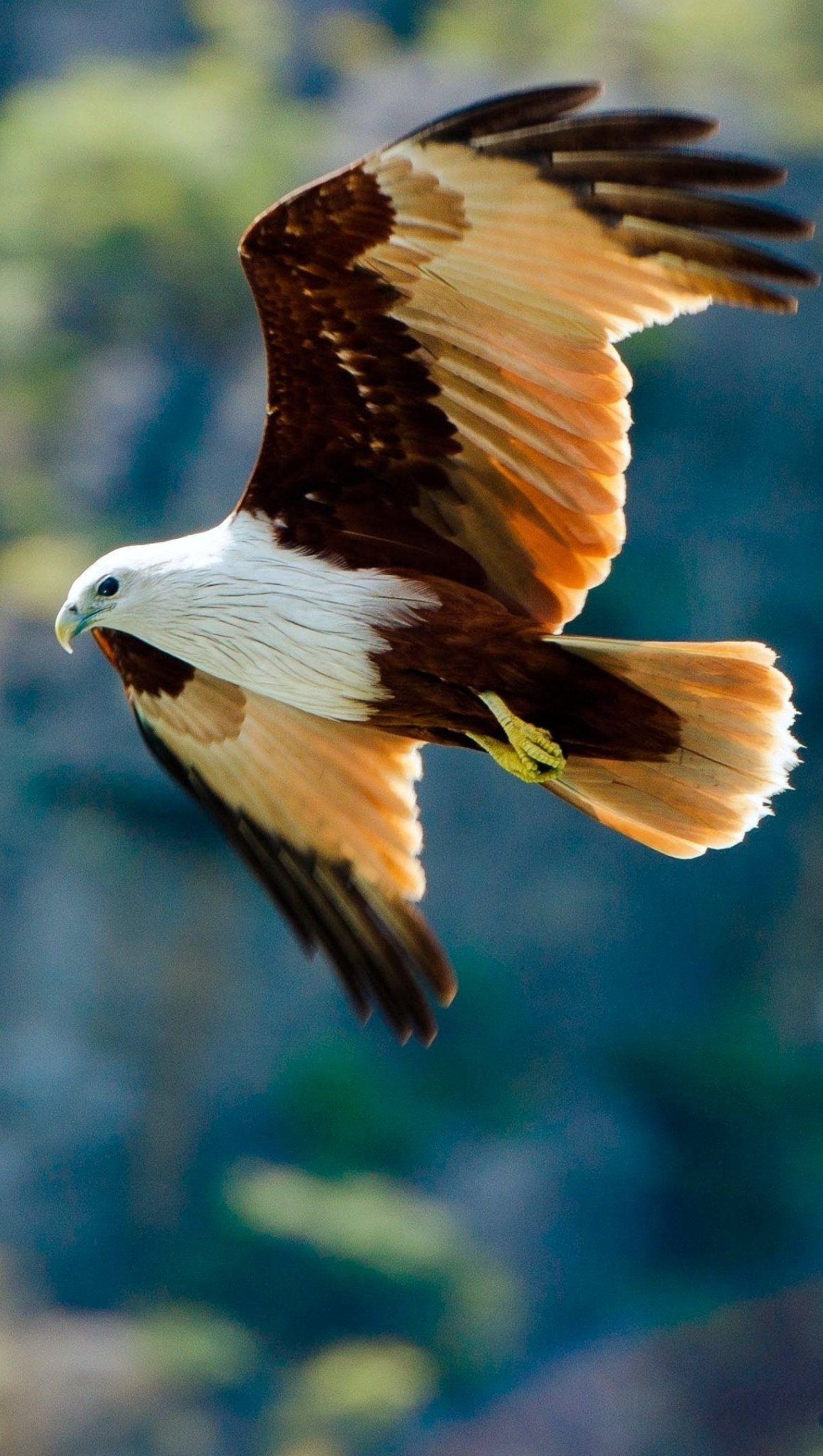 Águila