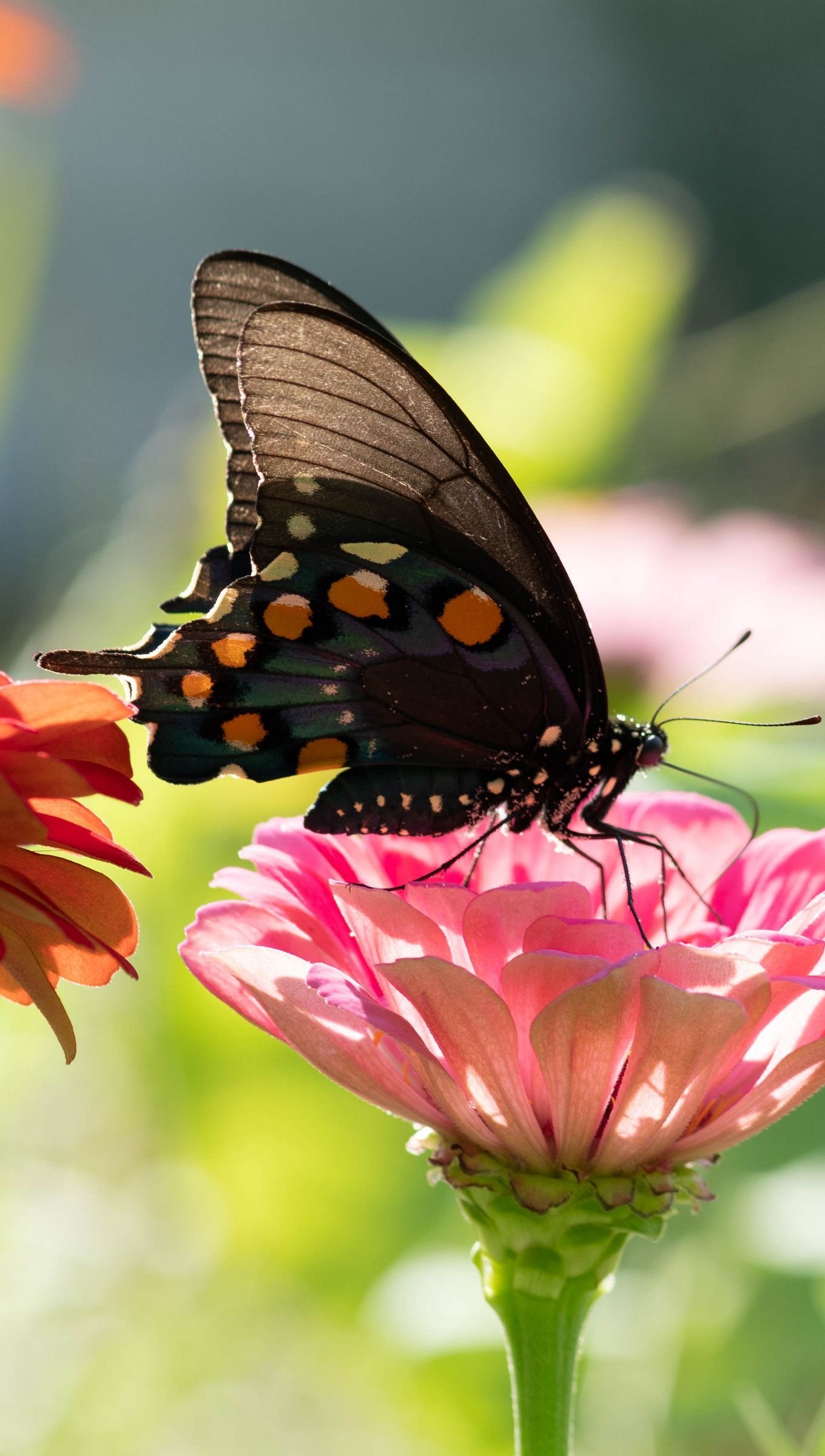 Alas de mariposa sobre flor