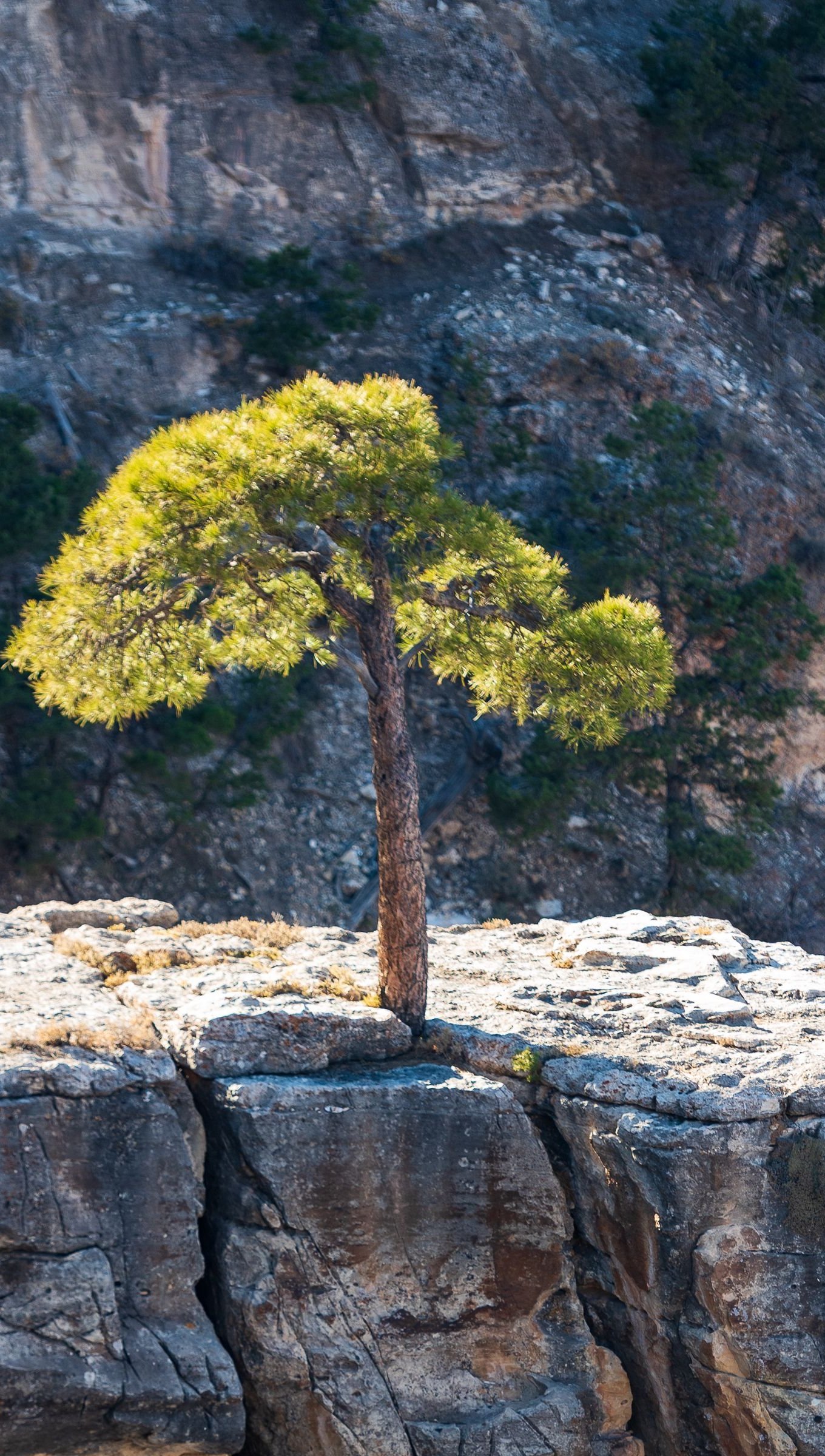 Arbol cerca de acantilado