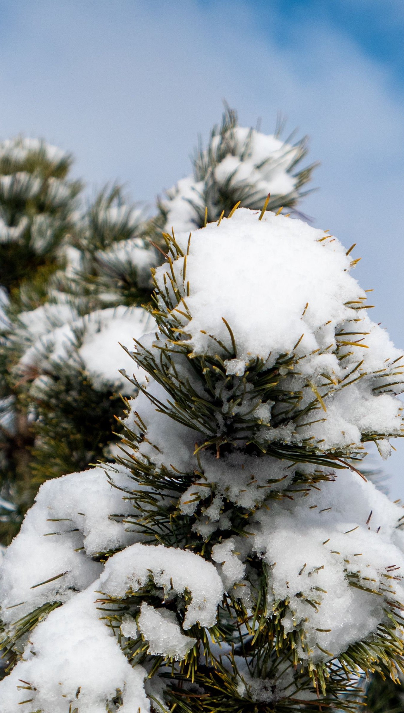 Árbol cubierto de nieve