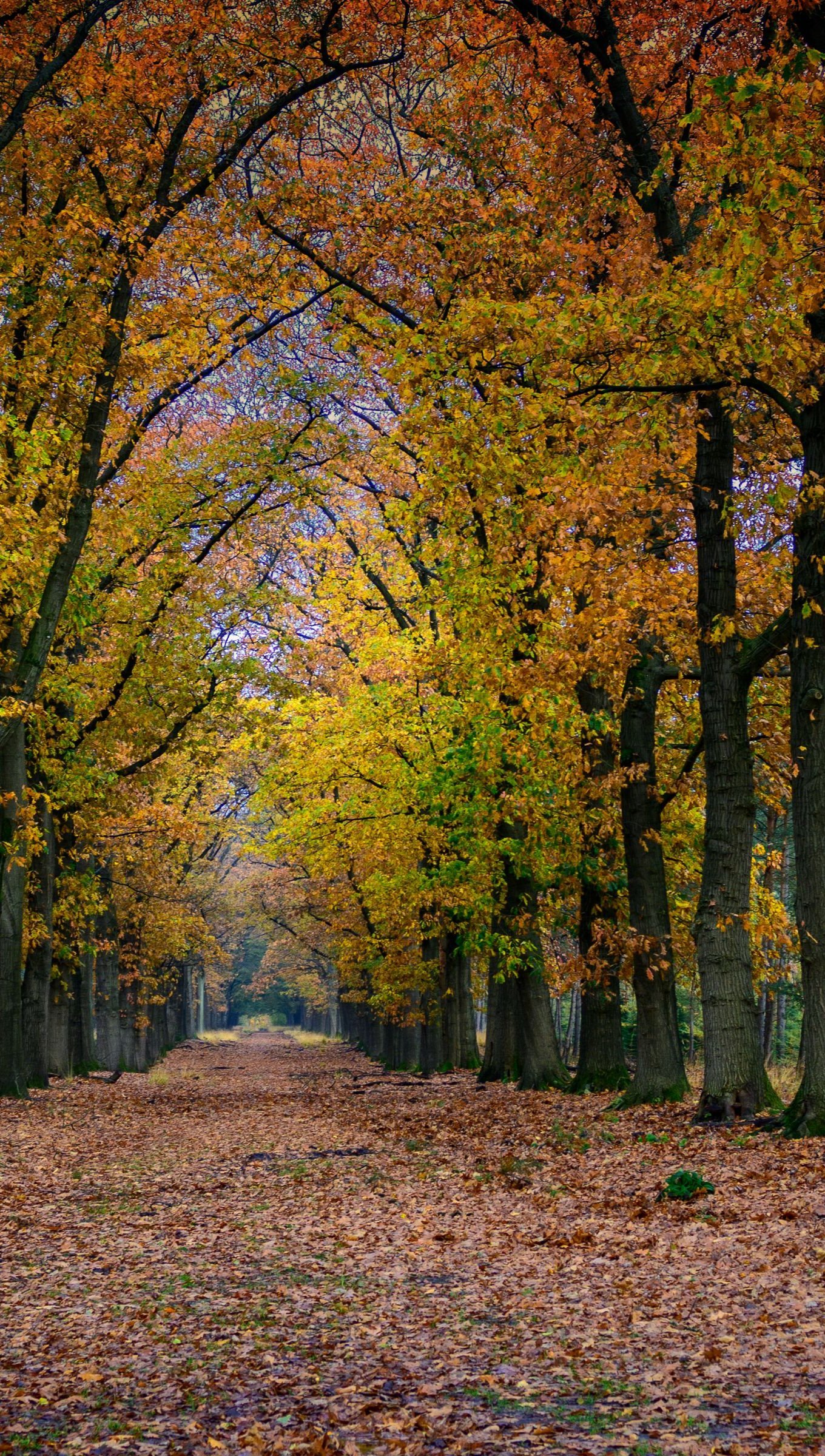 Arboles durante el otoño