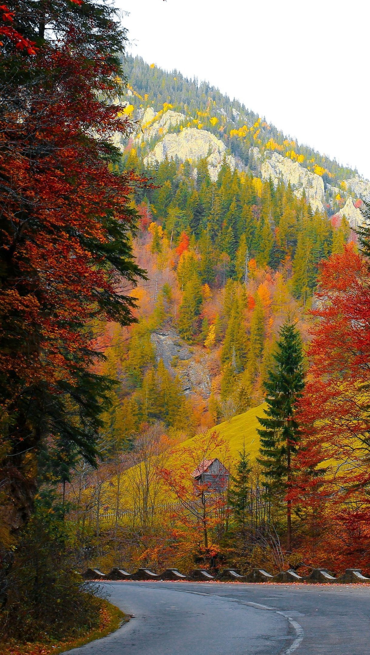 Arboles en bosque durante el otoño