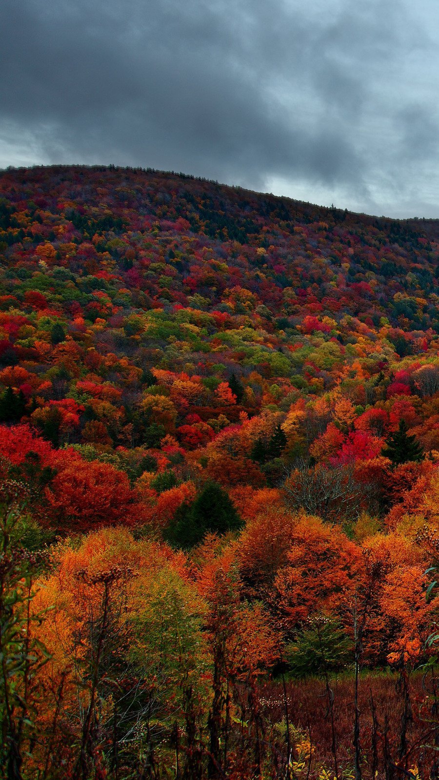 Arboles en el otoño