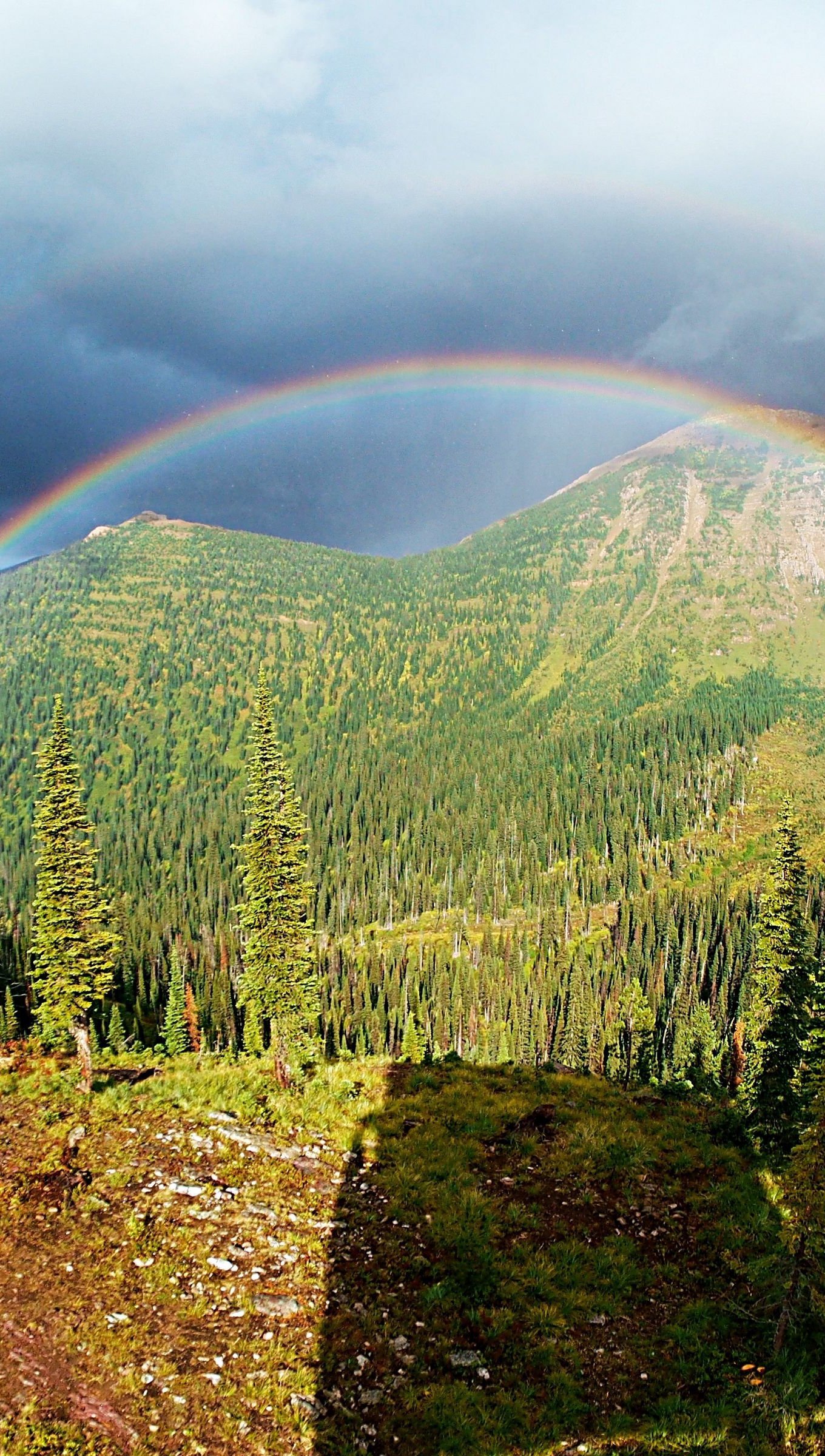 Arcoiris en el bosque