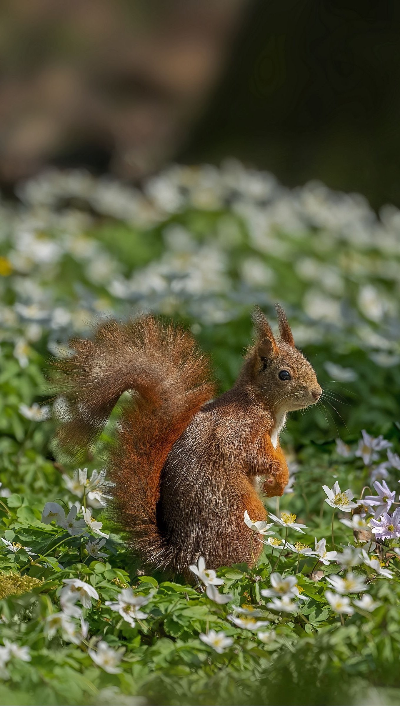 Ardilla en campo de flores