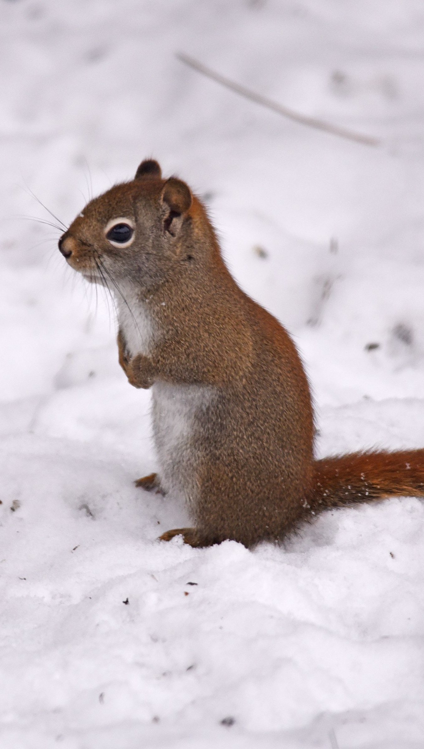 Ardilla roja en la nieve