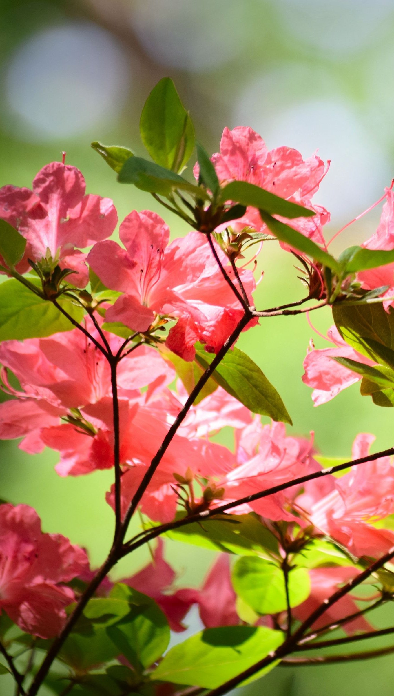 Azaleas