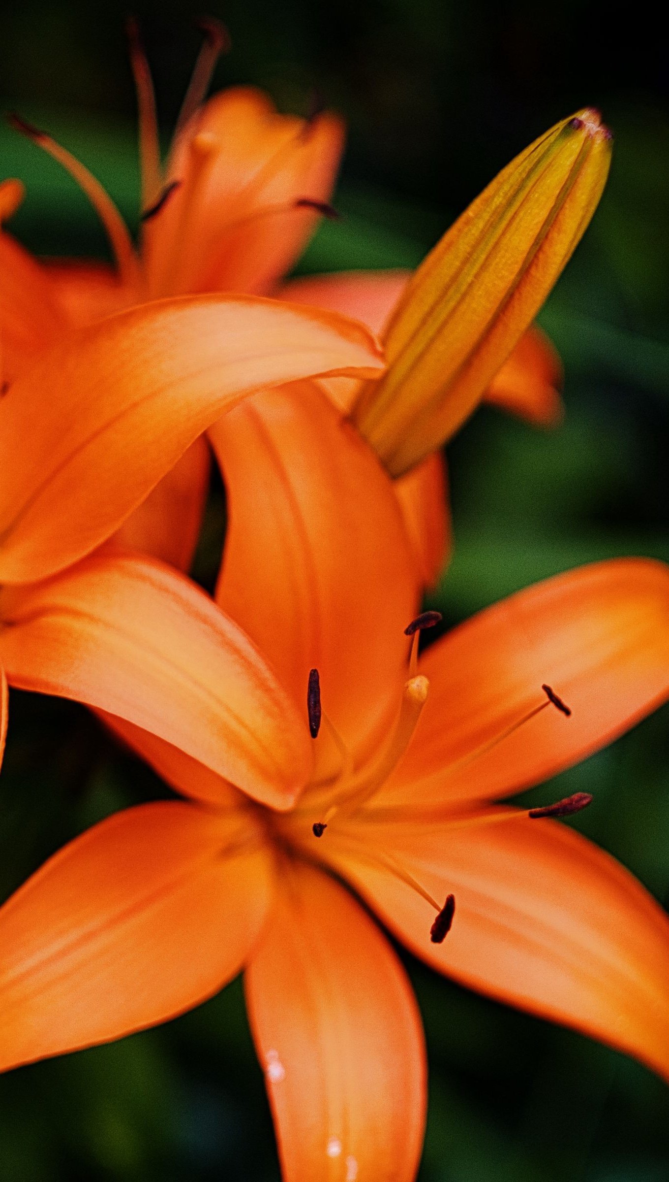 Azucena naranja