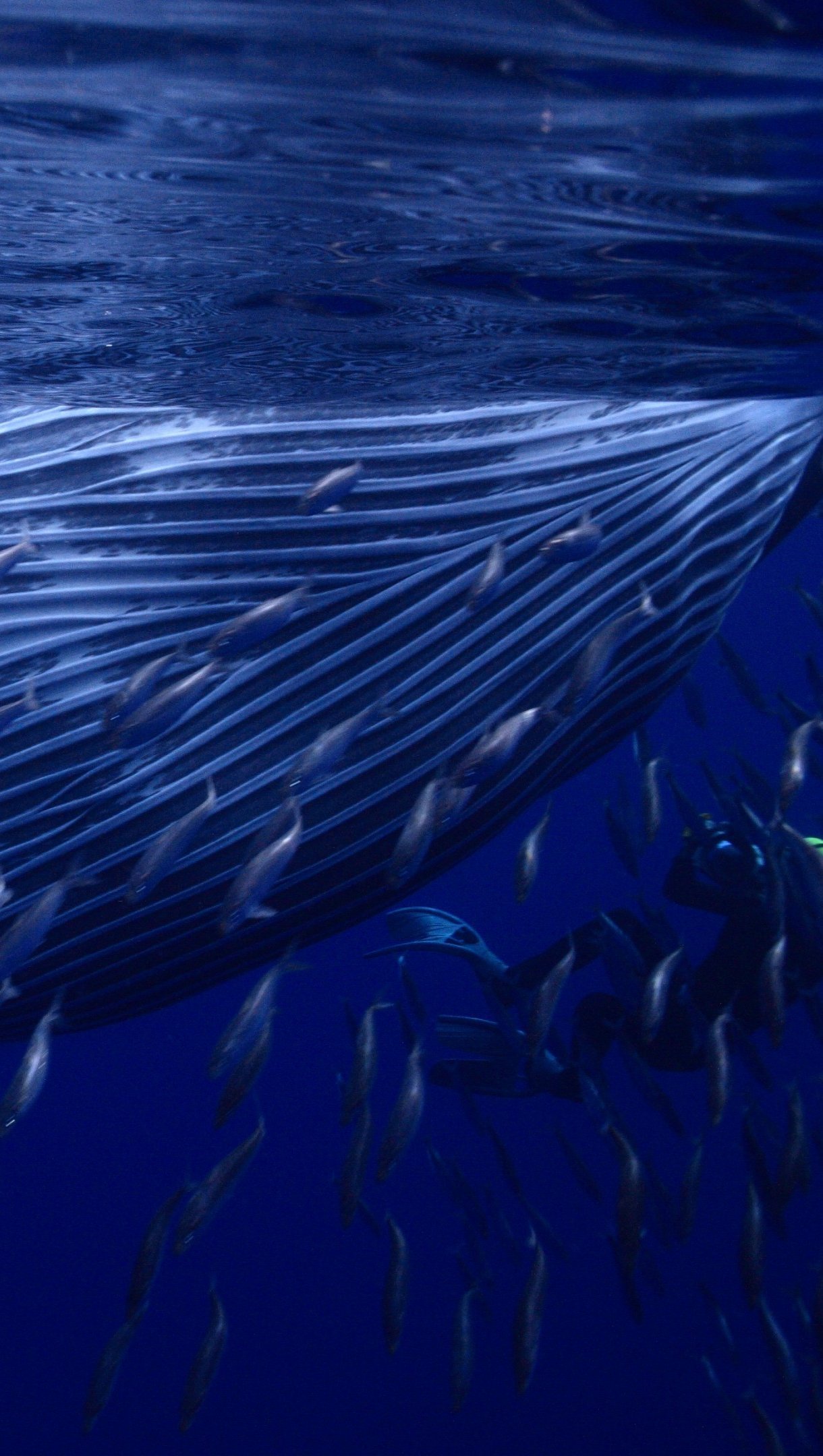 Ballena debajo del oceano