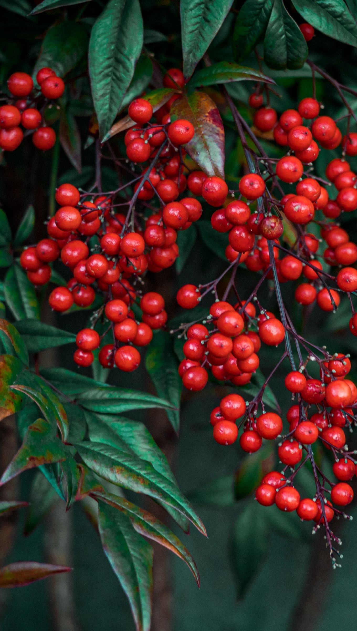 Bayas nandina