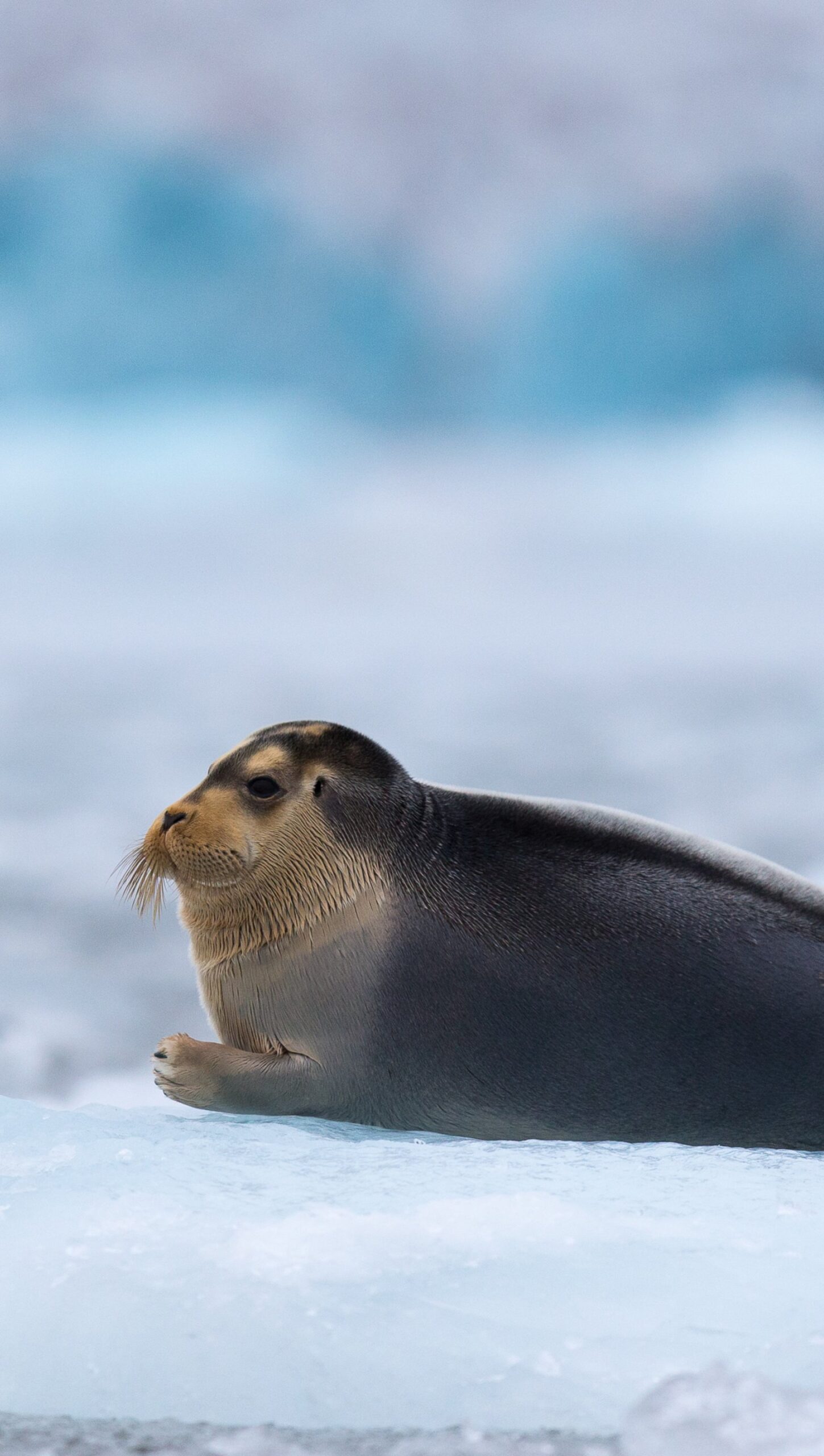 Bearded Seal