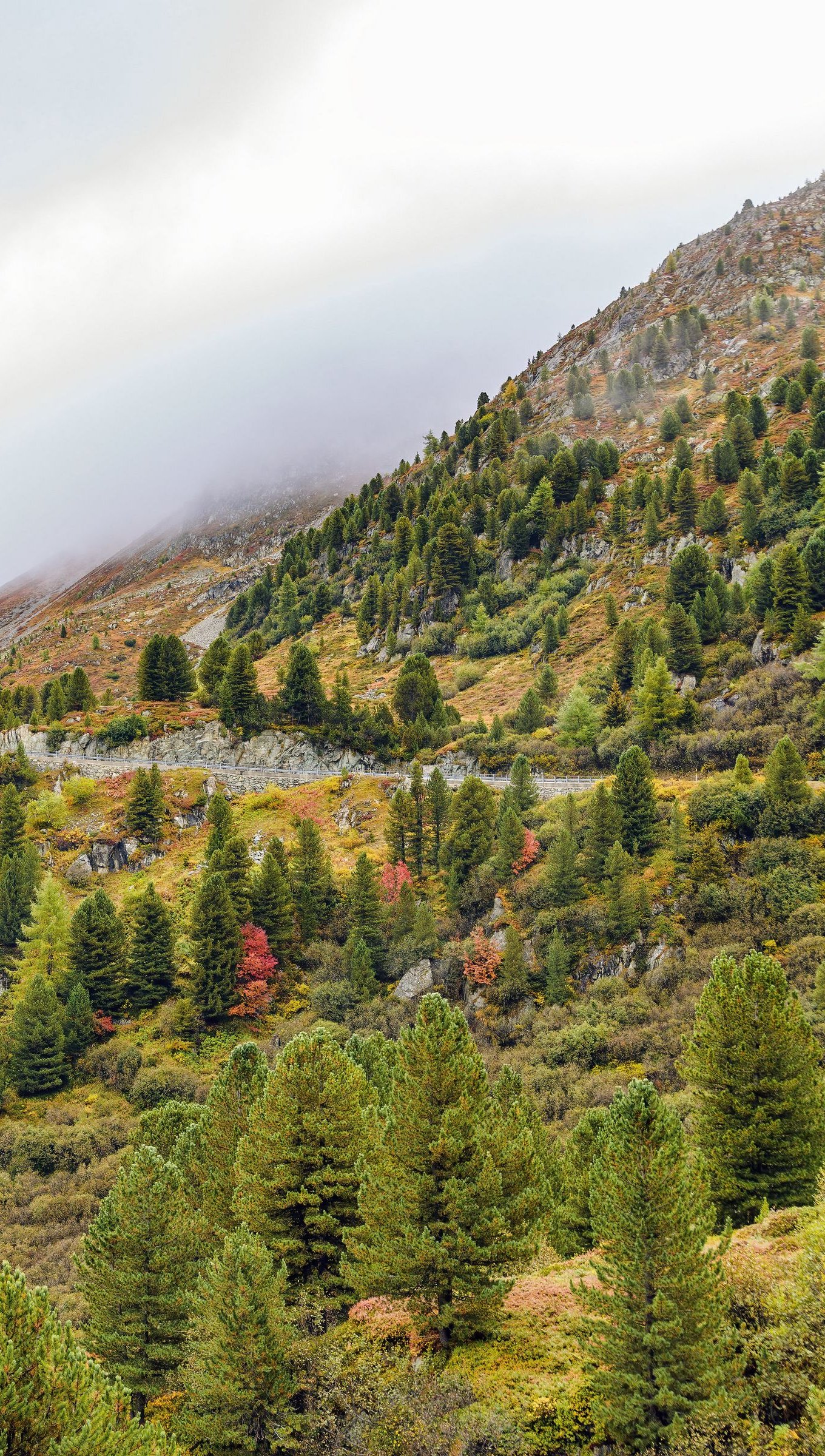 Bosque con montaña