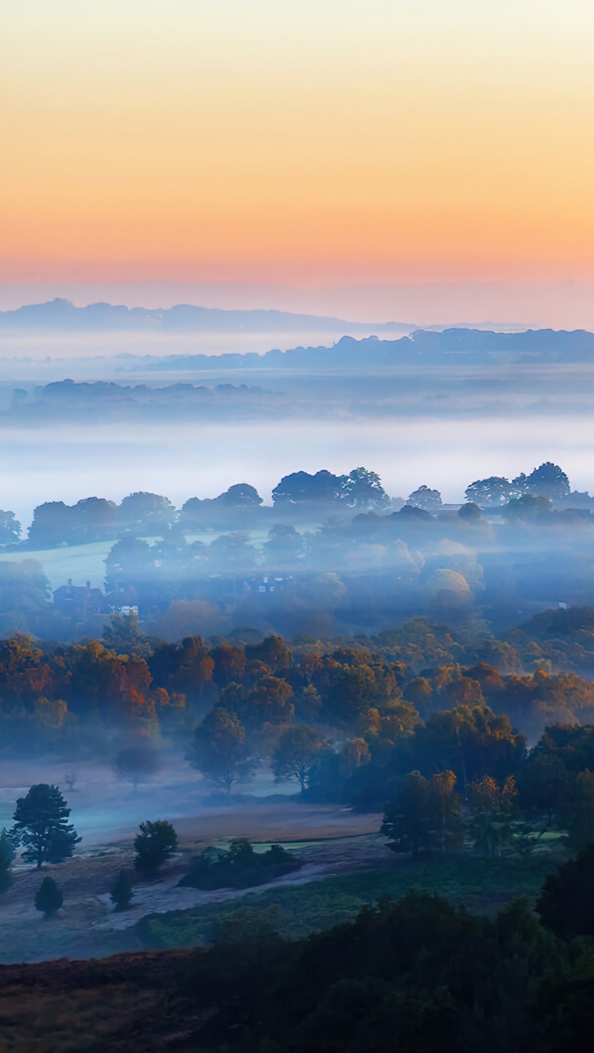 Bosque con niebla al amanecer