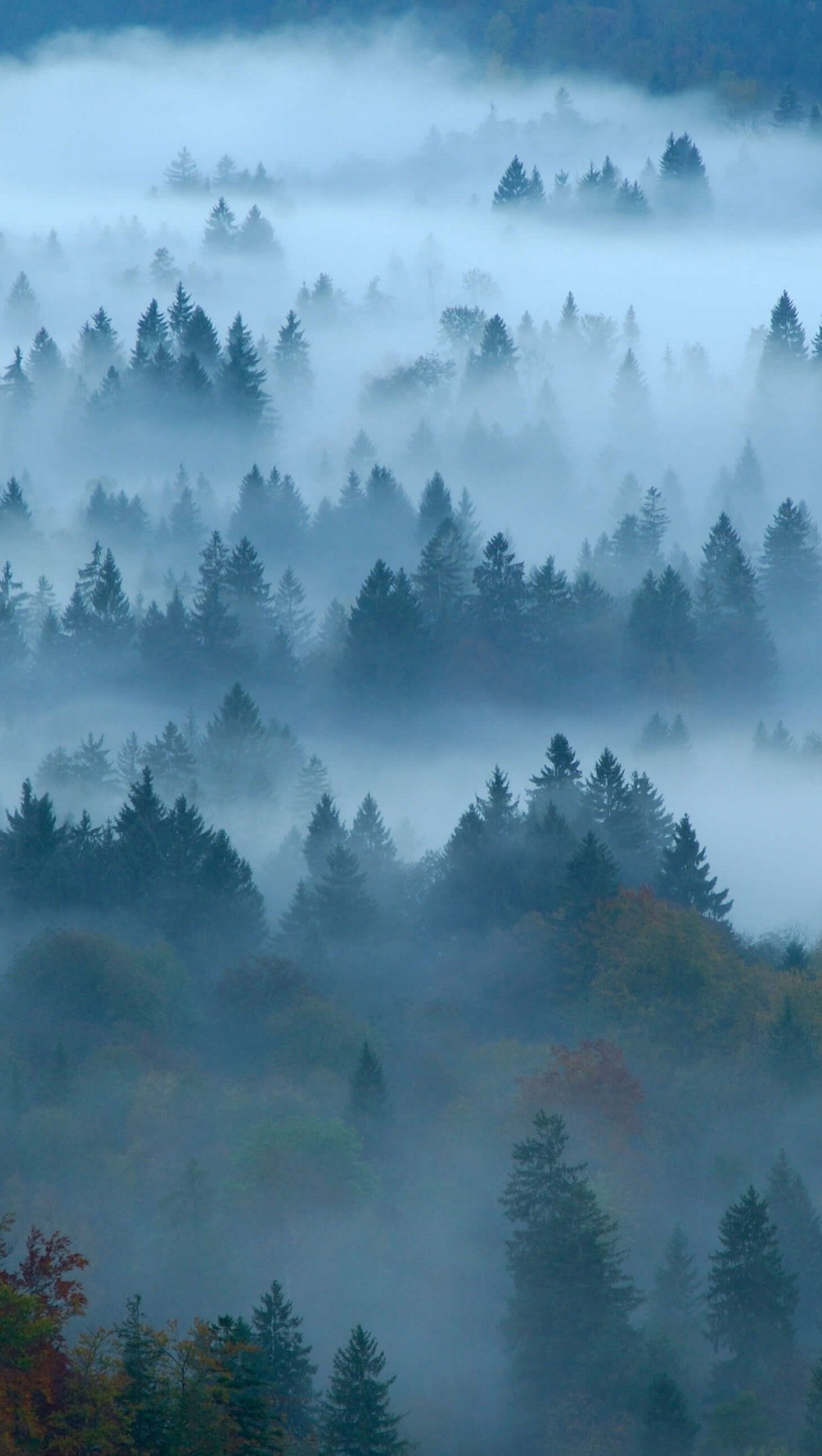 Bosque con niebla