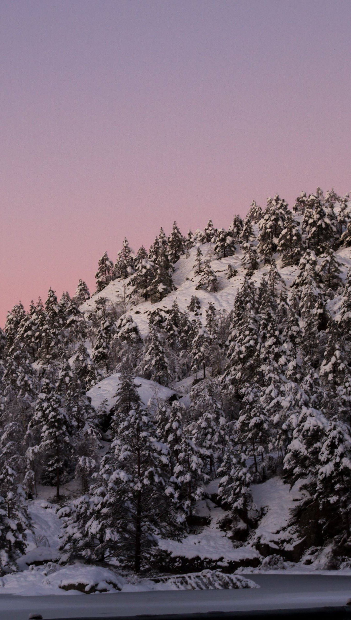 Bosque cubierto en nieve