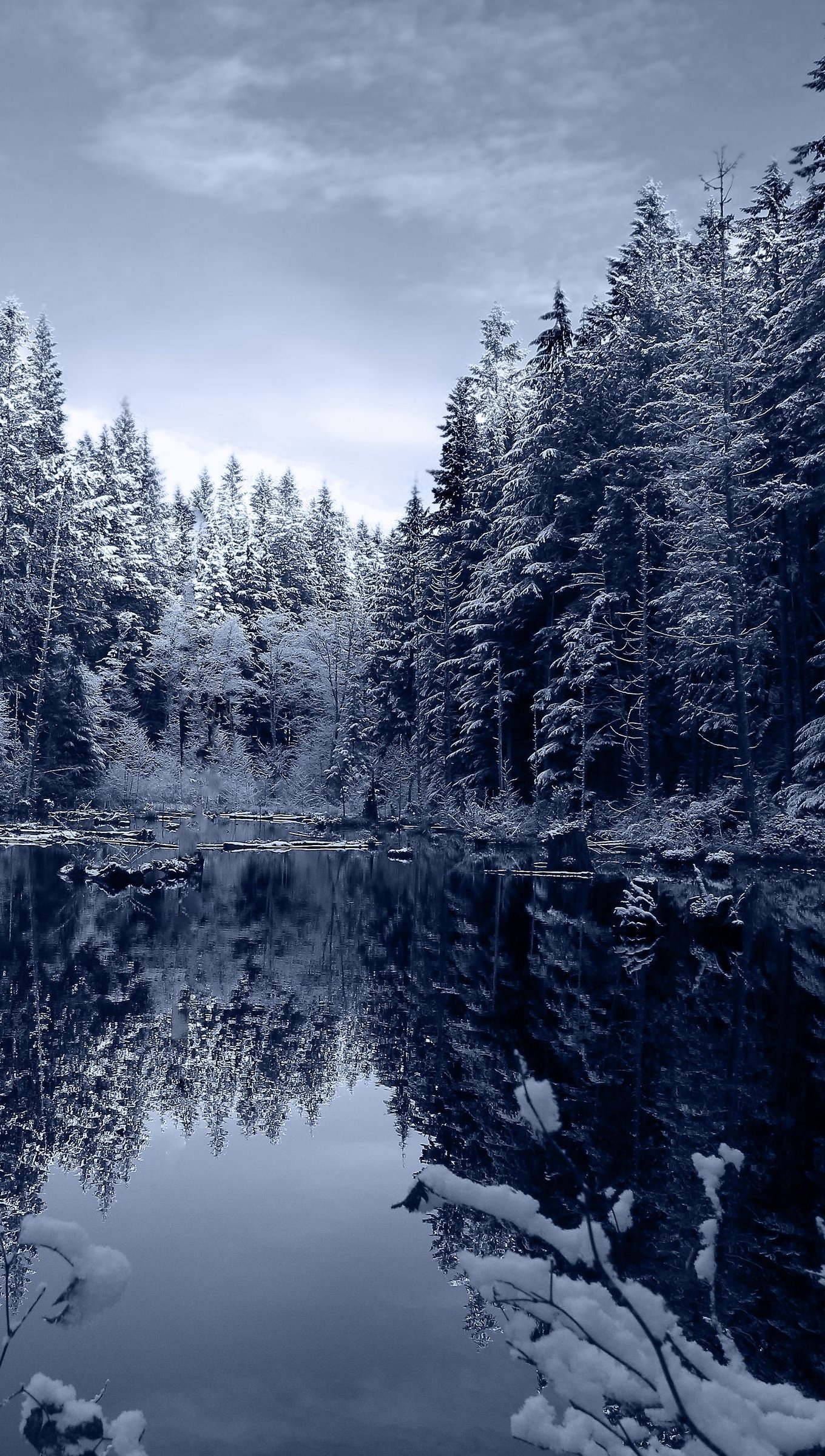 Bosque durante invierno