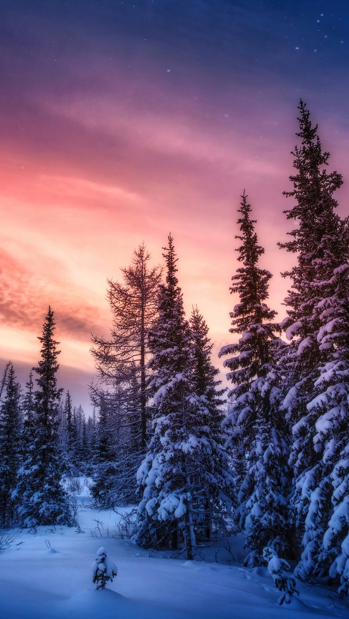 Bosque en el invierno