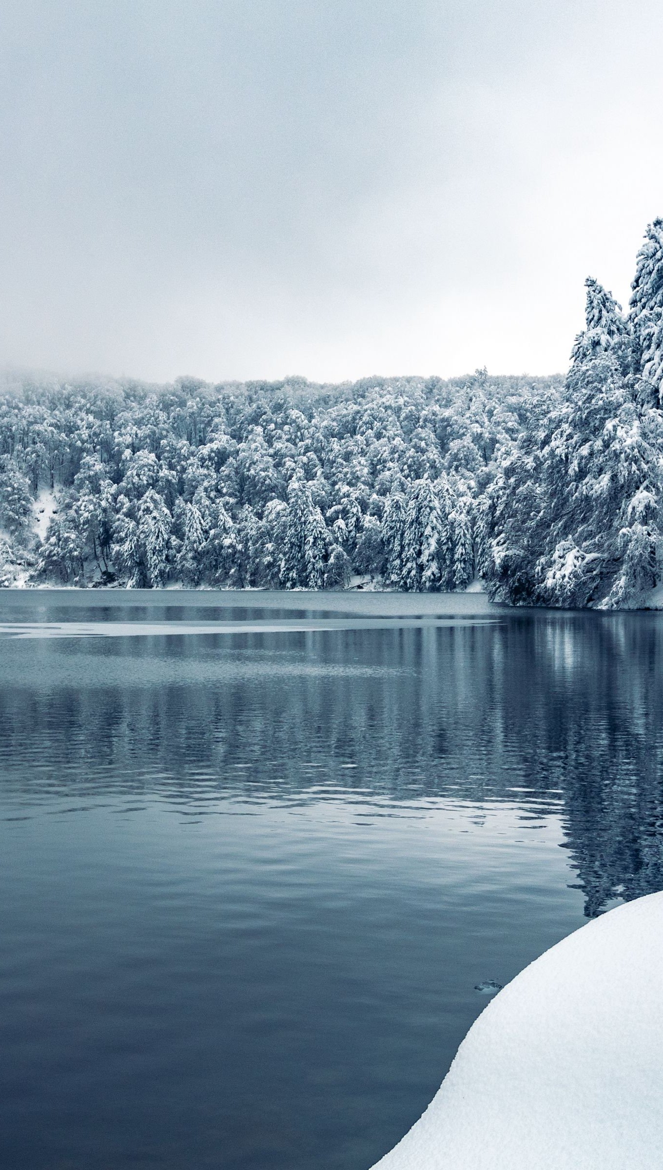 Bosque en invierno