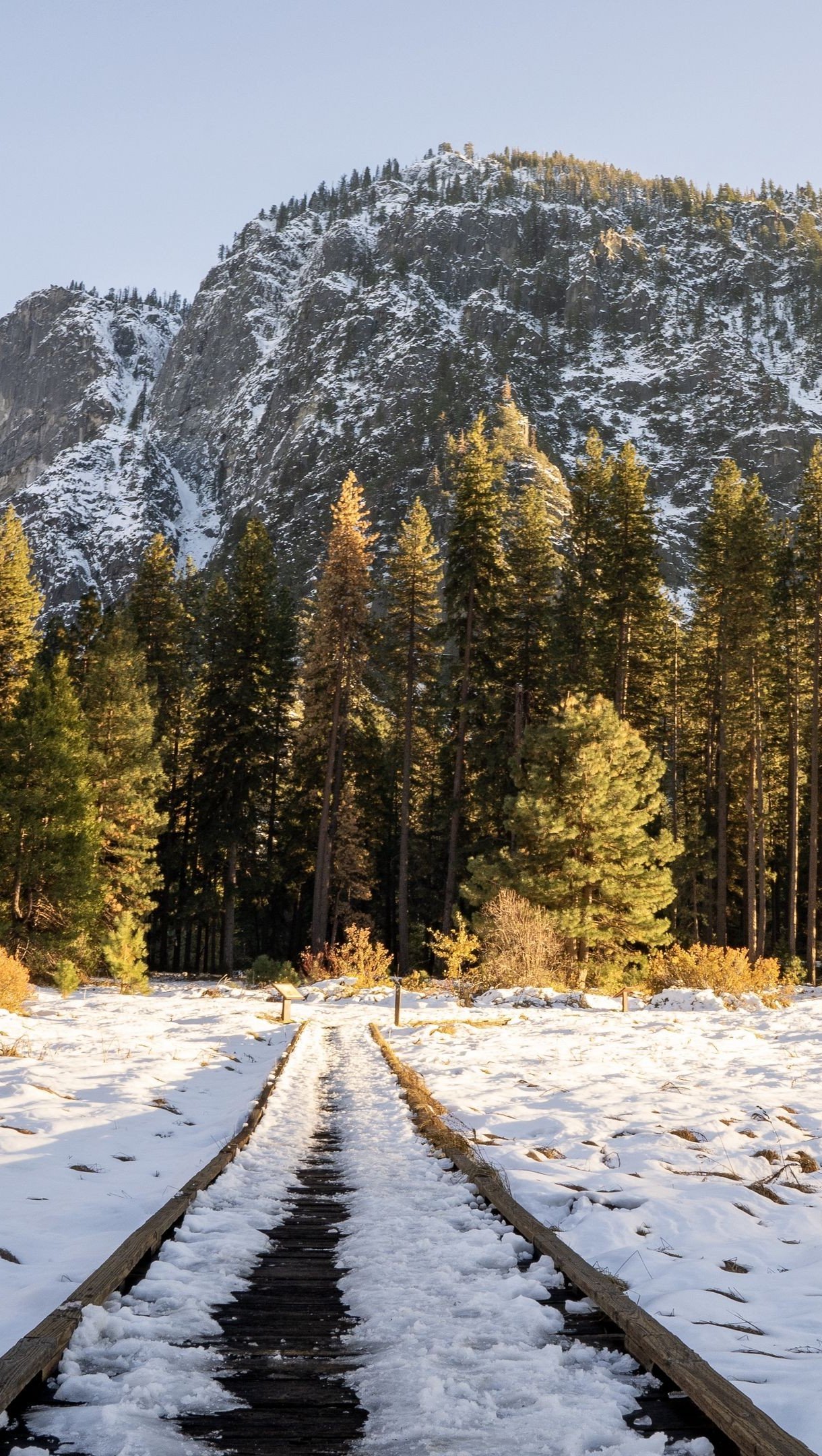 Bosque en la nieve