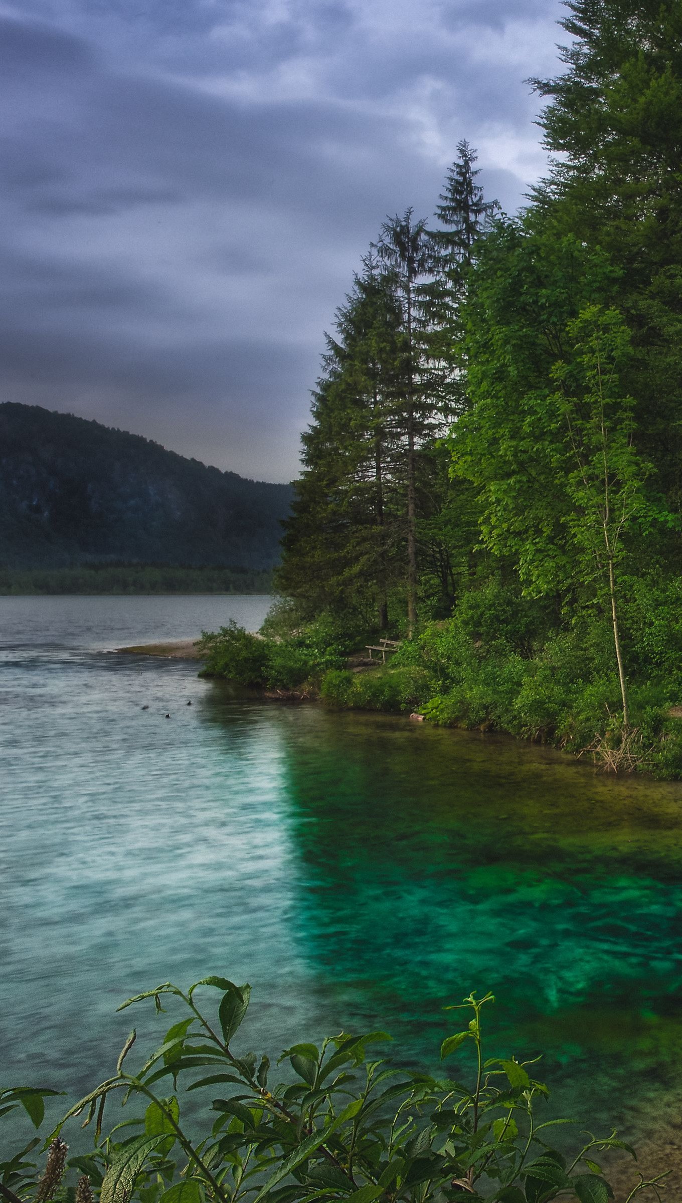 Bosque junto a lago azul