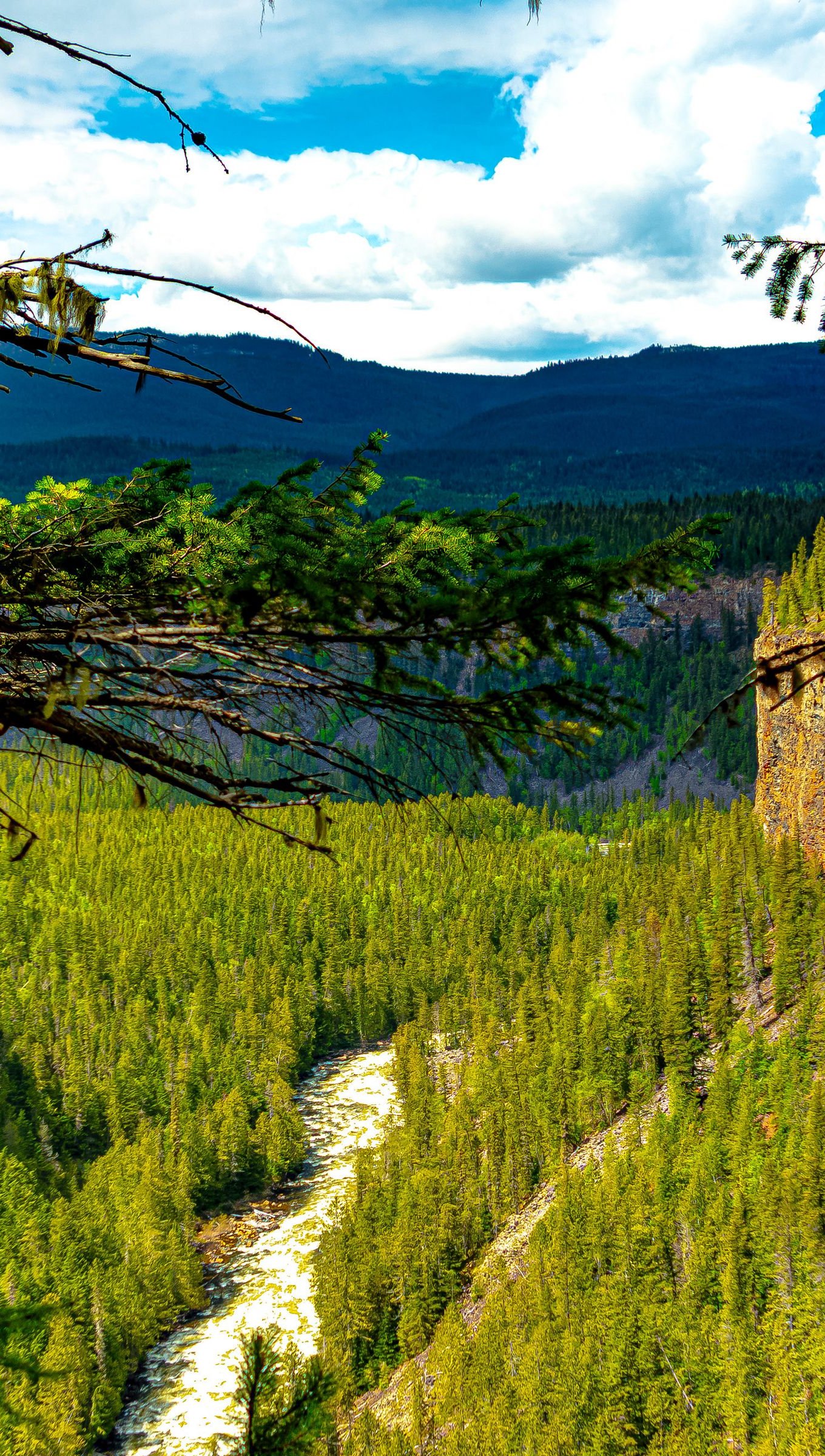 Bosque visto desde colina