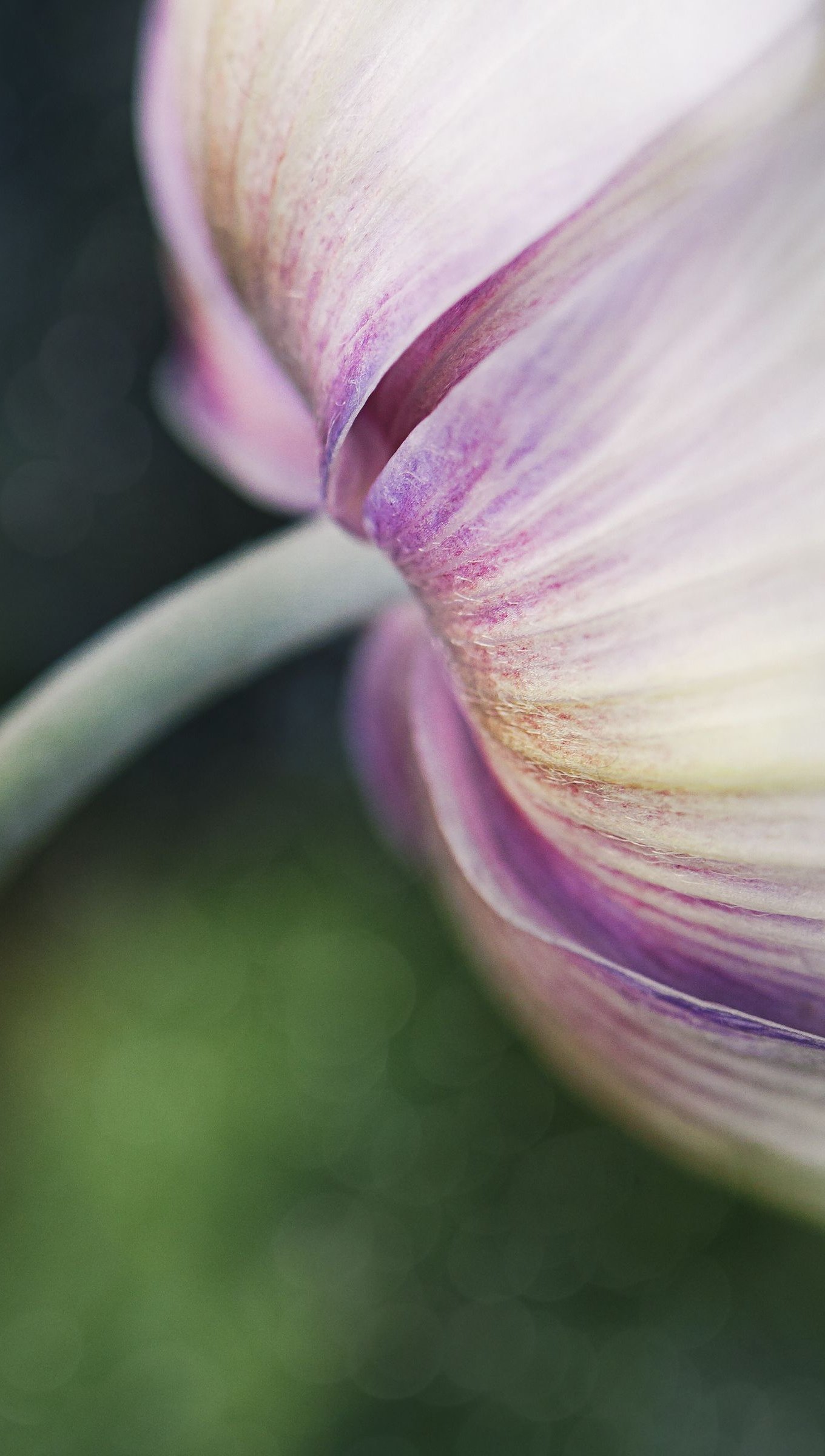 Botón de flor