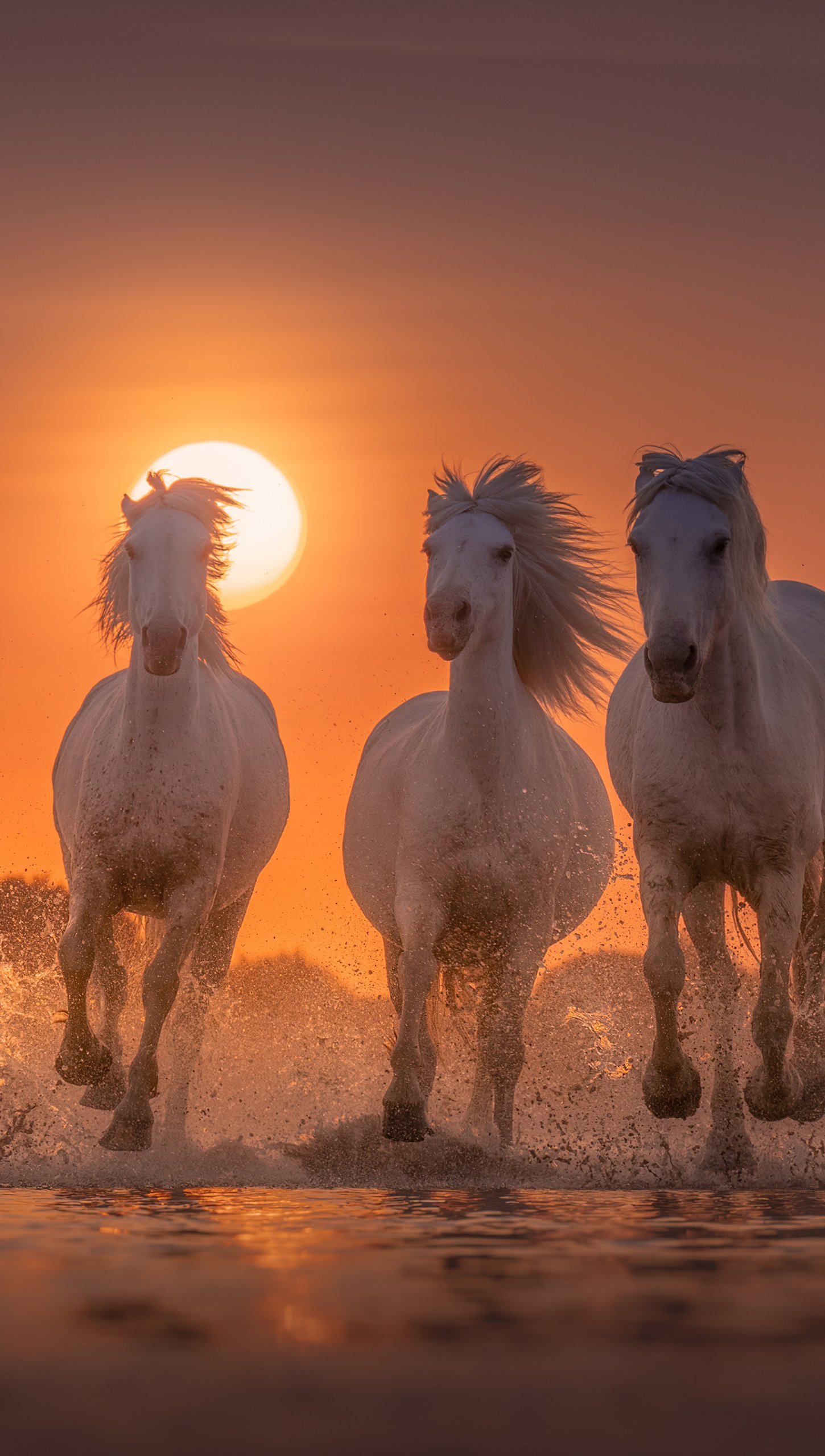 Caballos blancos en la playa al atardecer