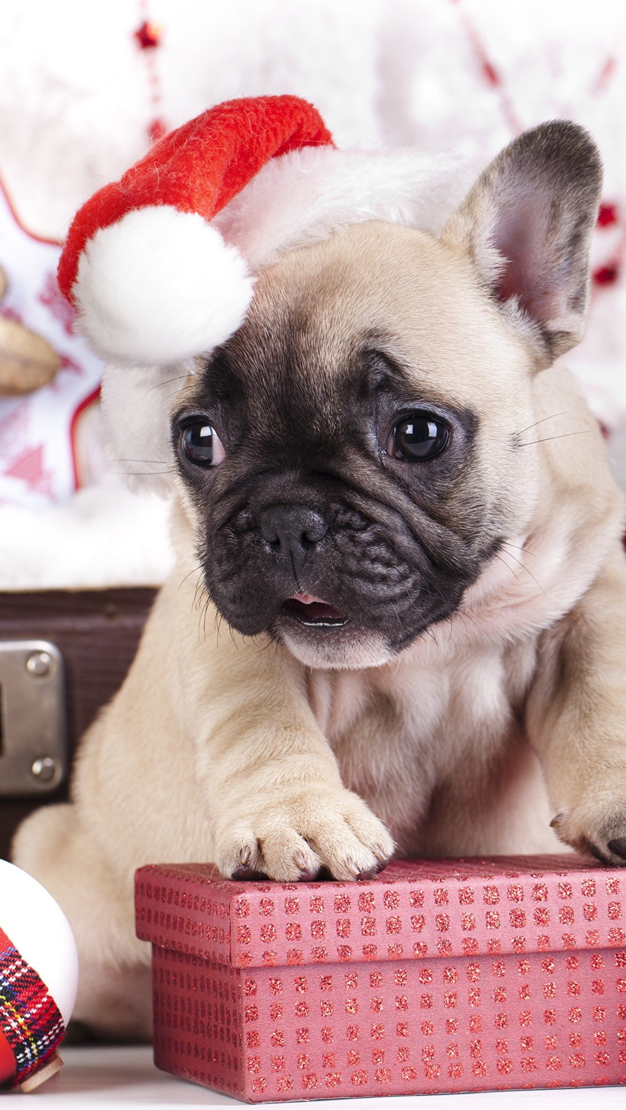 Cachorro Pug festejando Navidad