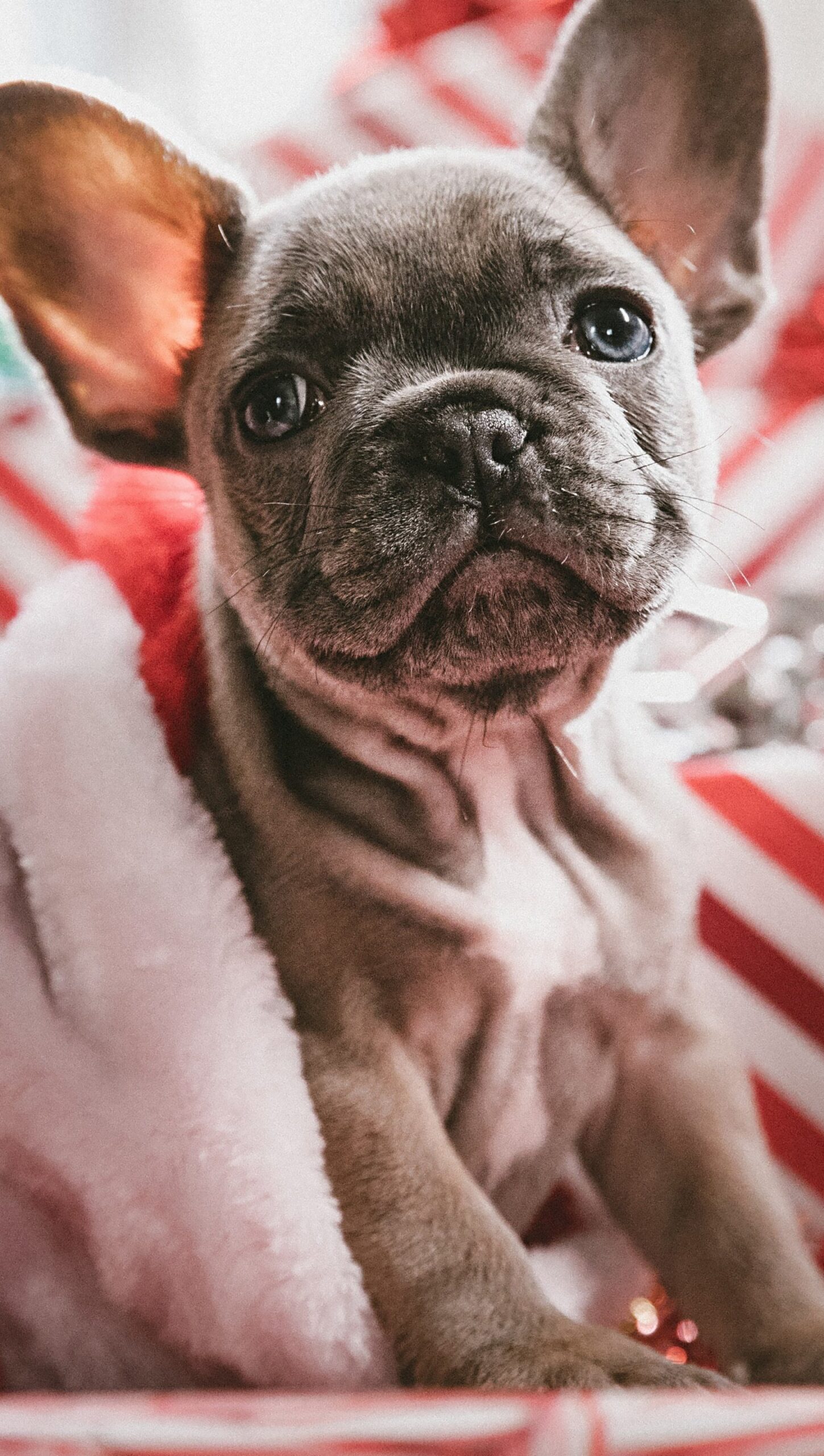 Cachorro festejando Navidad