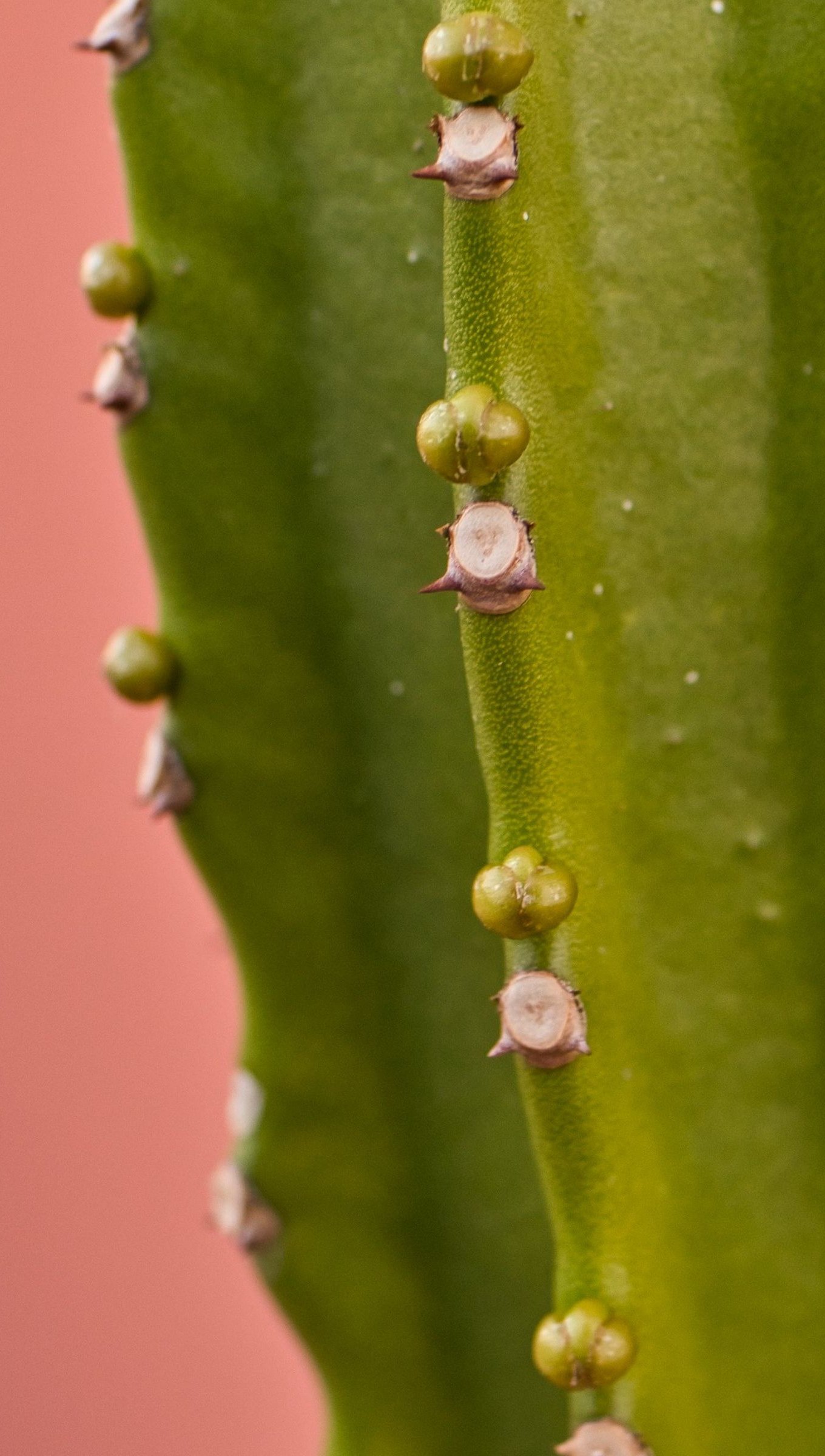 Cactus de cerca