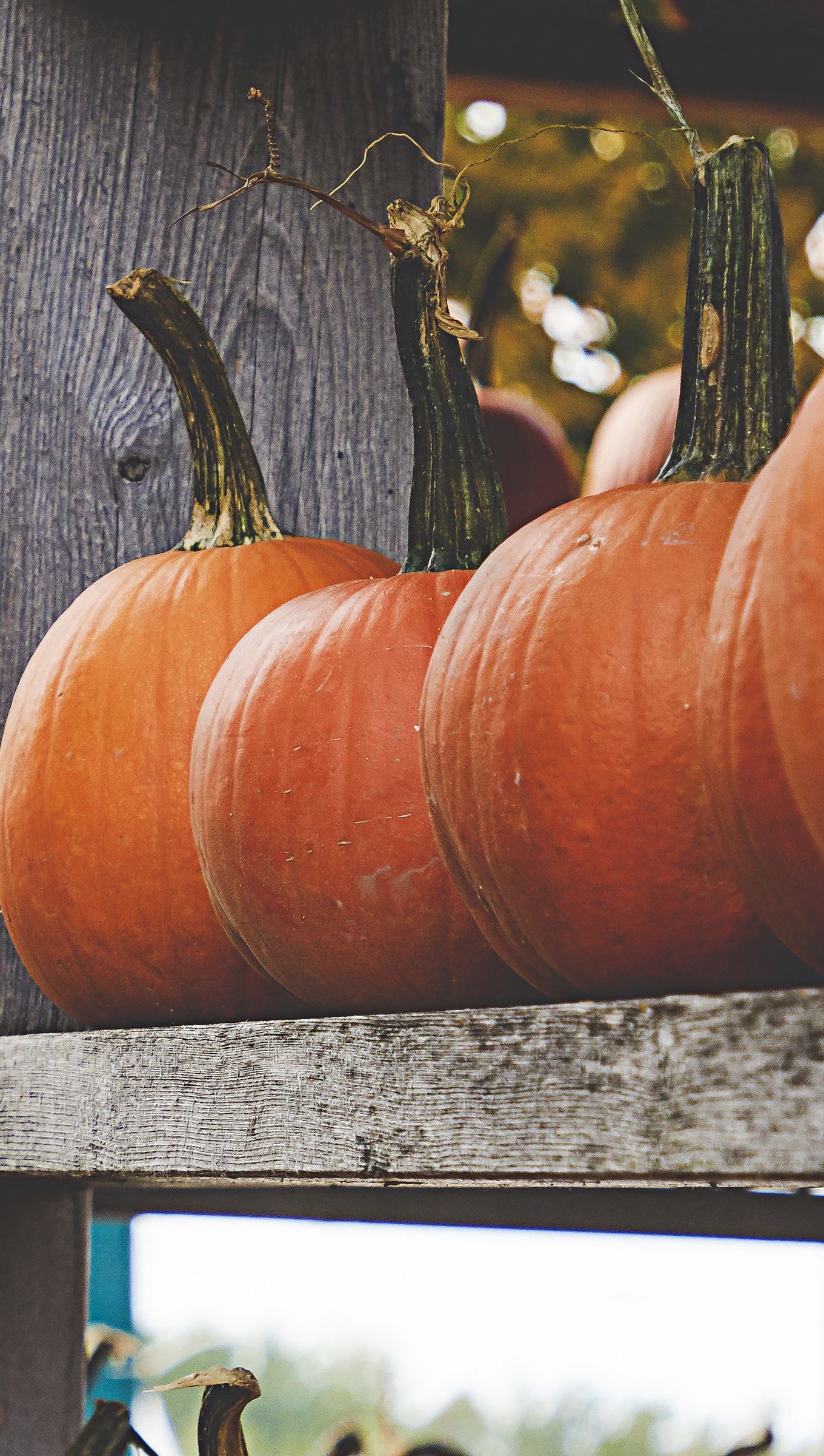 Calabazas en estantes