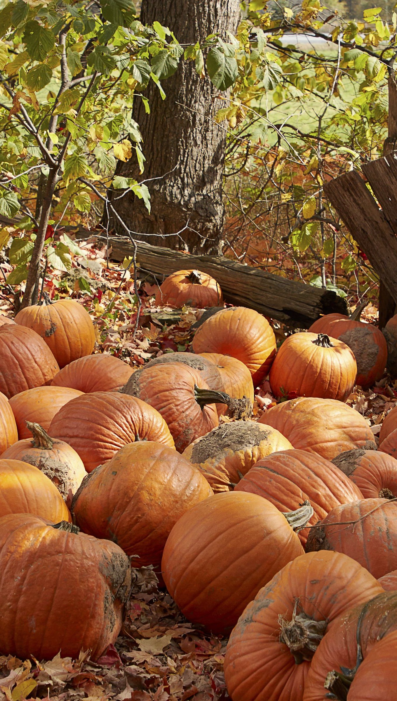 Calabazas