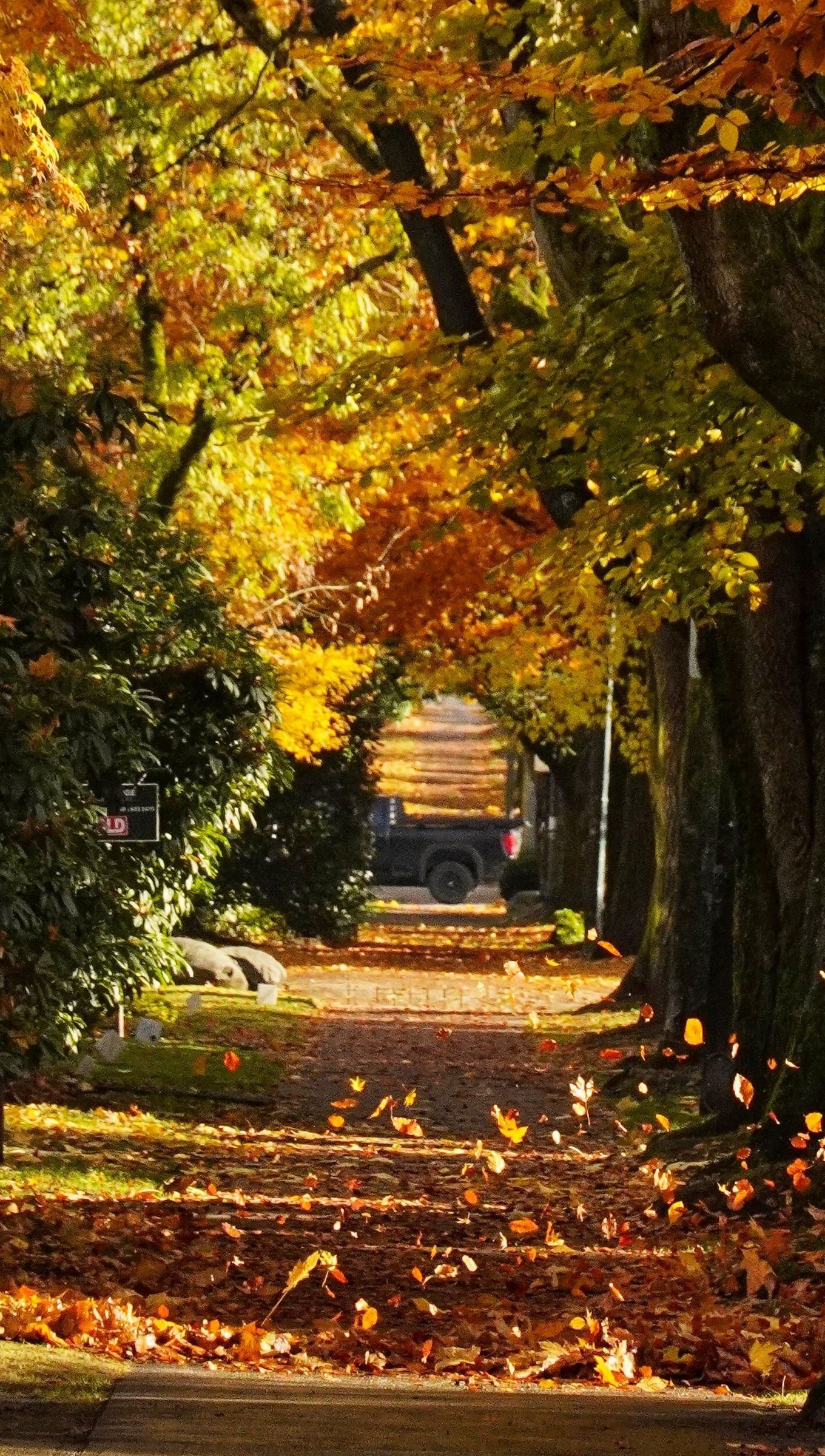 Camino con arboles durante el otoño