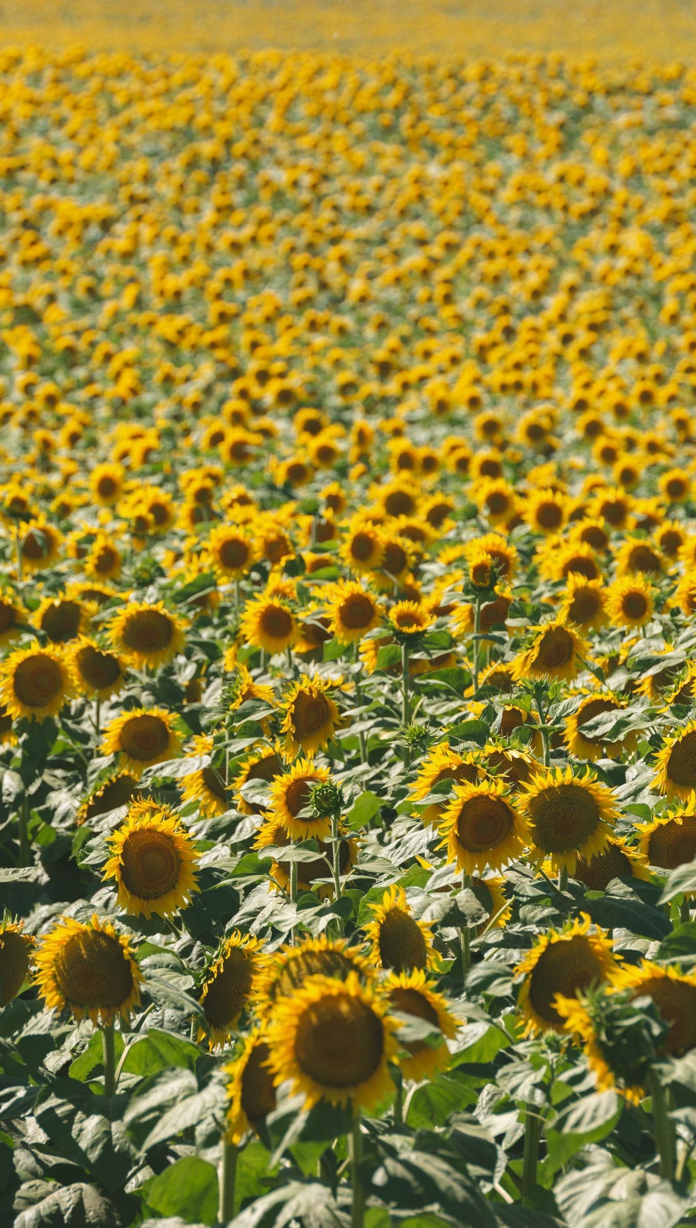 Campo de Girasoles