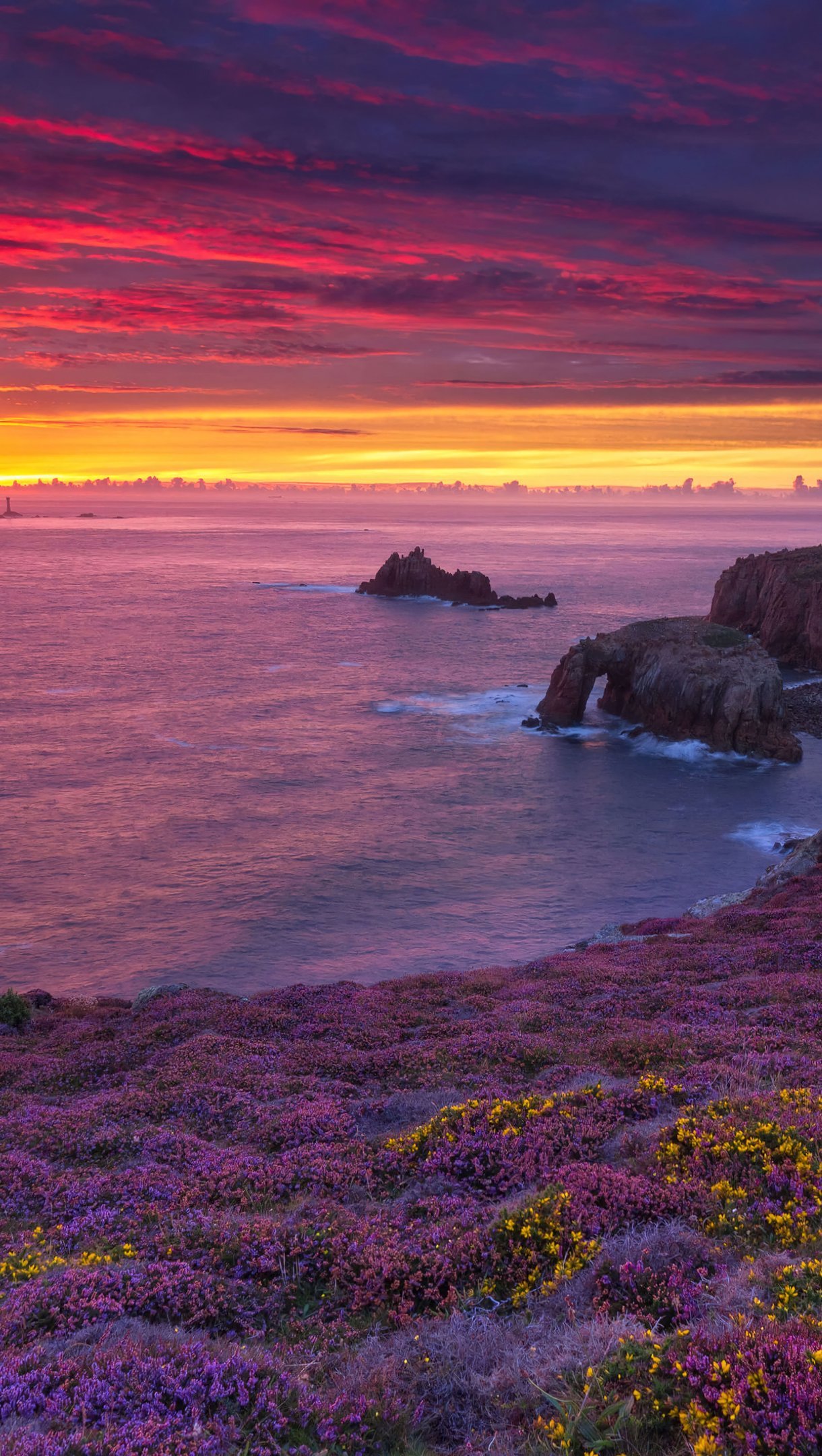 Campo de flores en la playa al atardecer