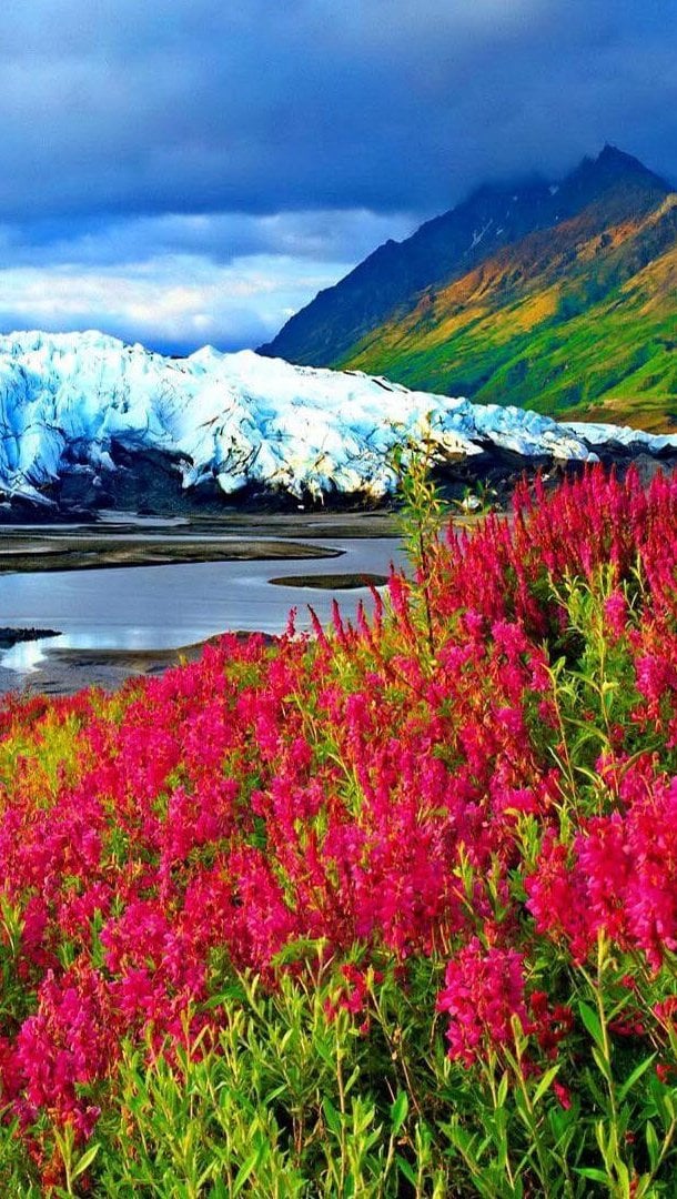 Campo de flores en las montañas