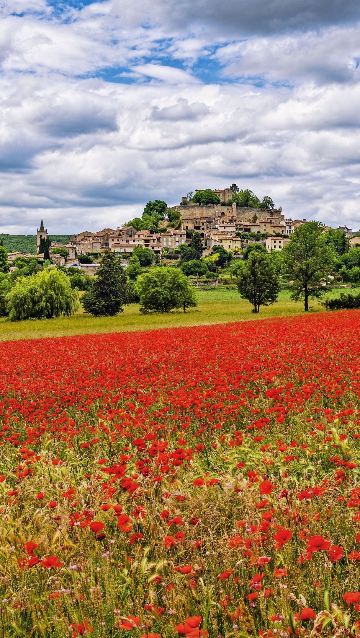 Campo de flores rojas cerca de un pueblo