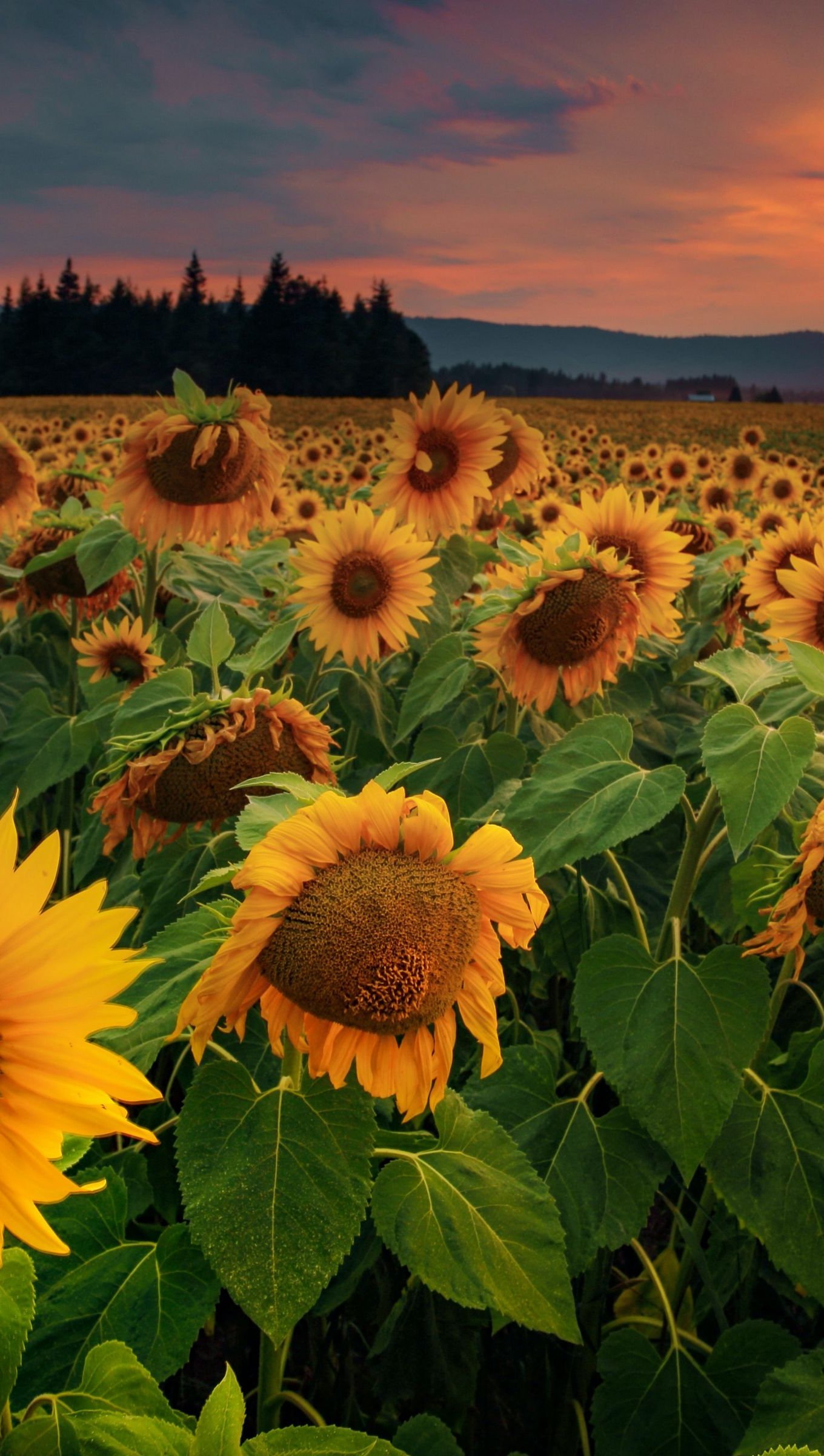 Campo de girasoles al atardecer