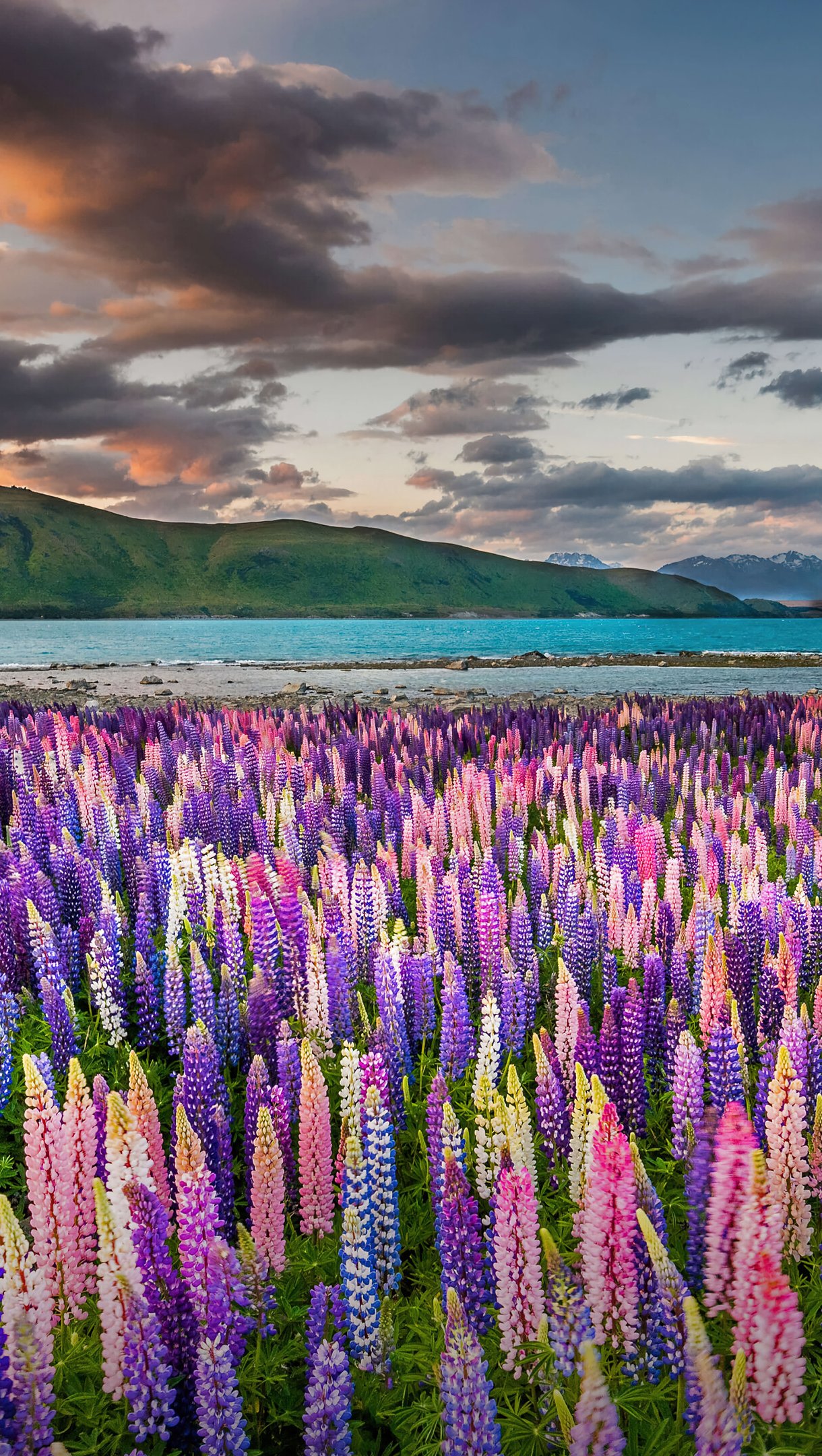 Campo de lavanda a la luz del sol en Nueva Zelanda