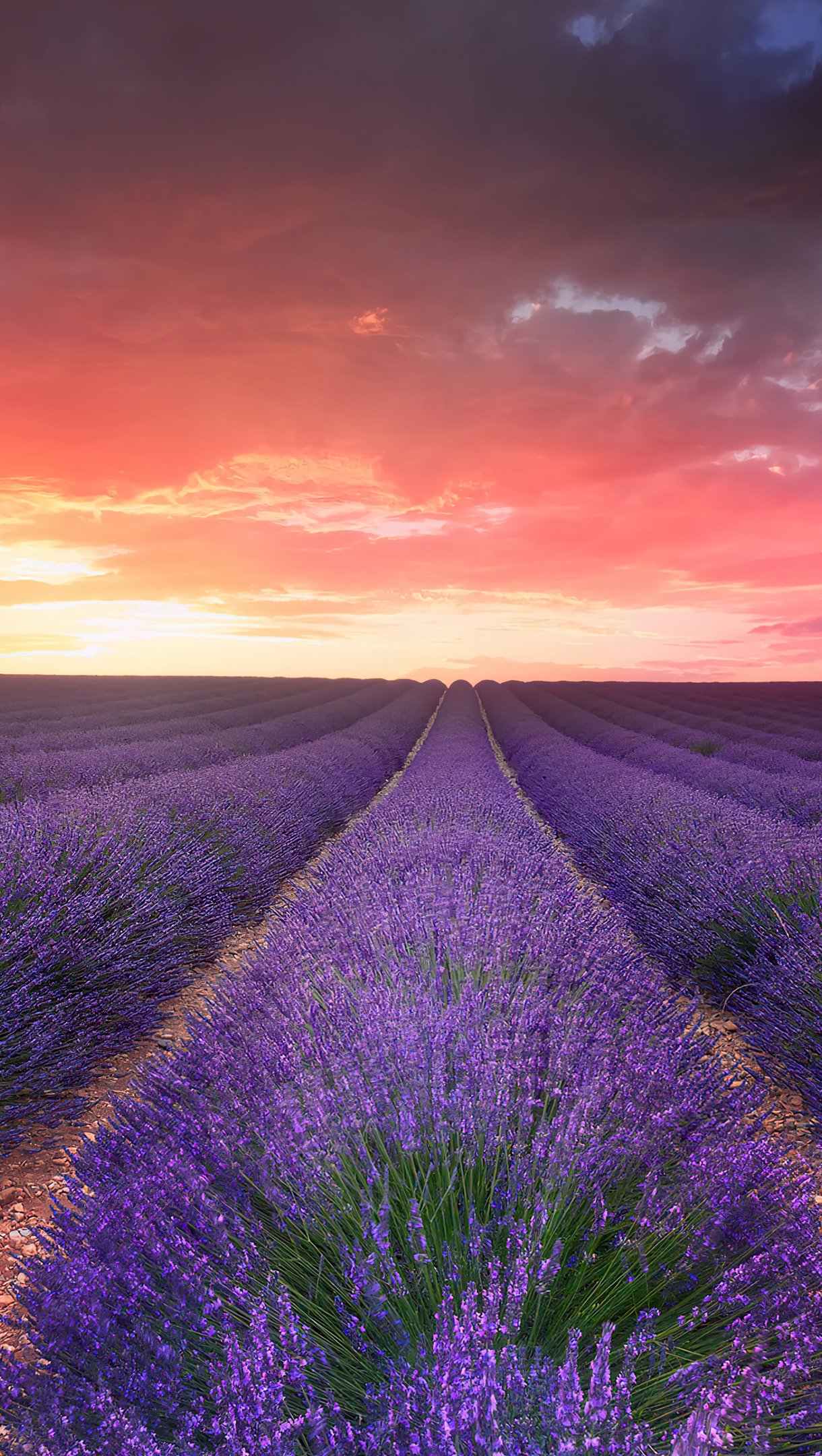 Campo de lavanda al atardecer