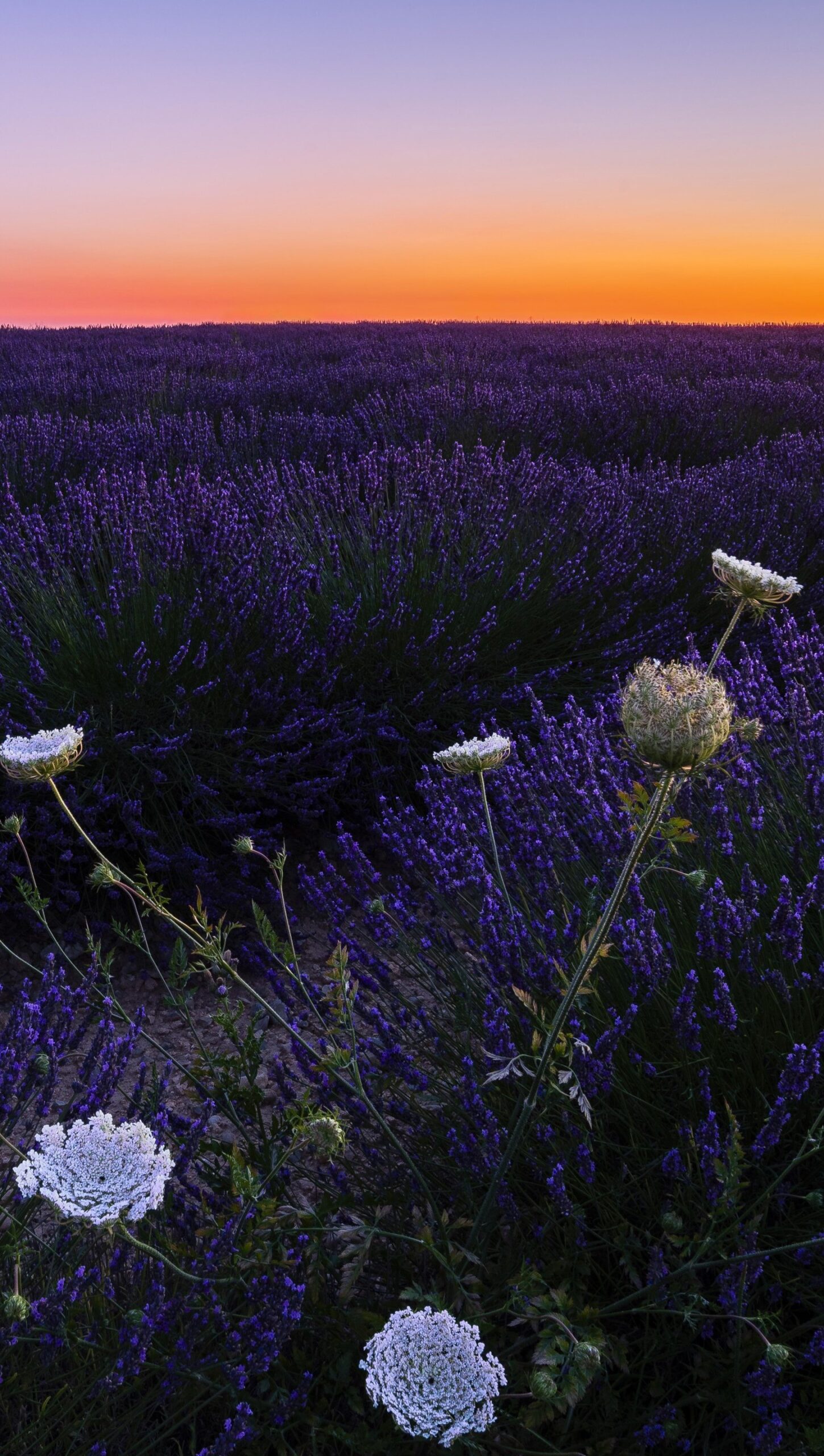 Campo de lavanda y flores al atardecer