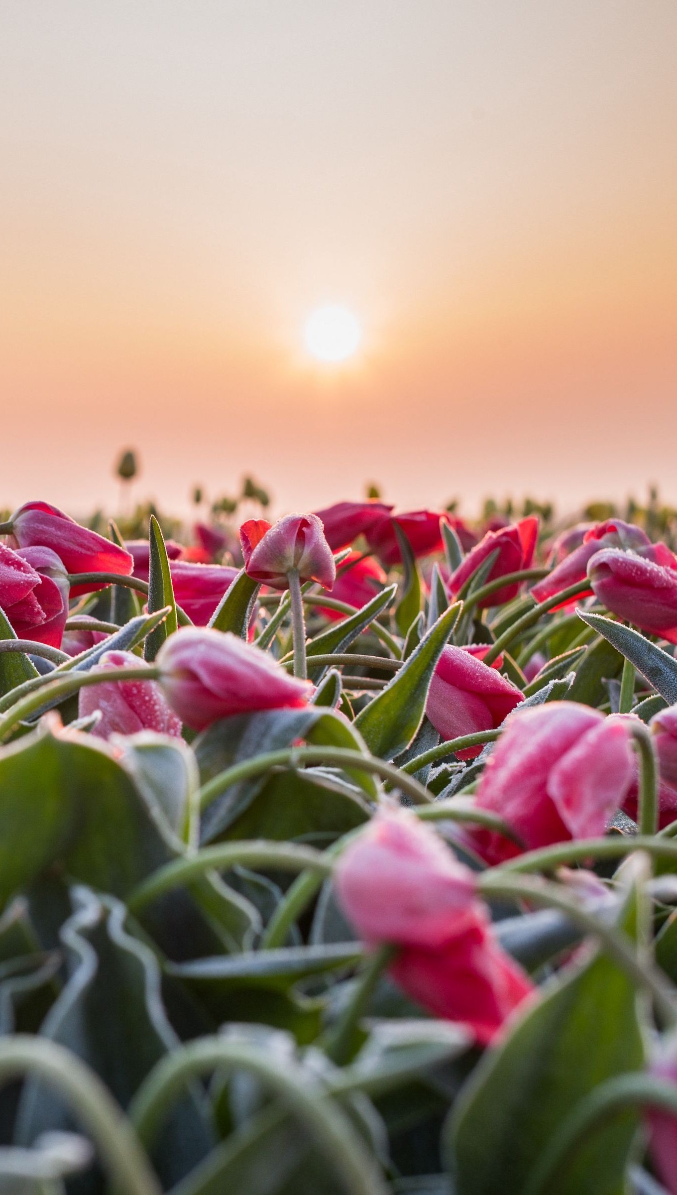 Campo de tulipanes al atardecer