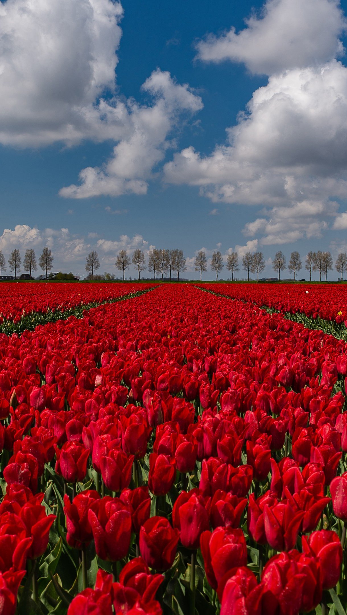 Campo de tulipanes rojos