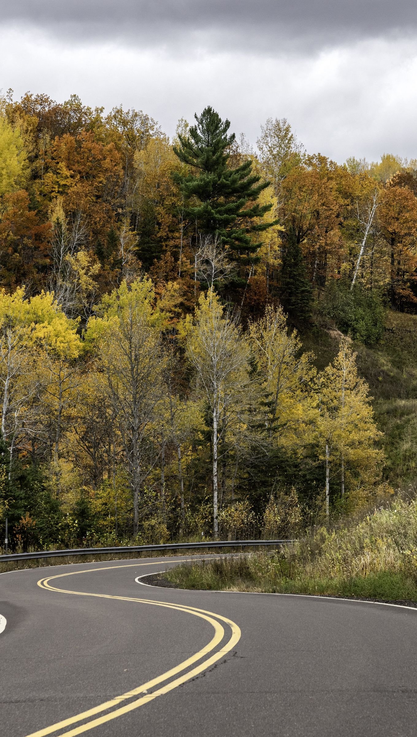 Carretera en bosque