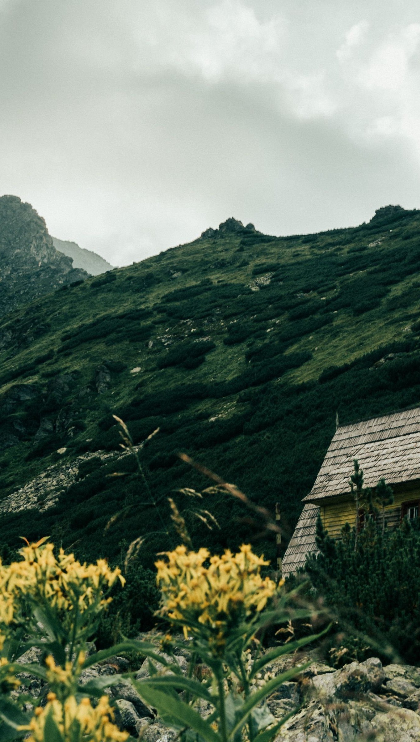 Casa en medio del bosque en día nublado